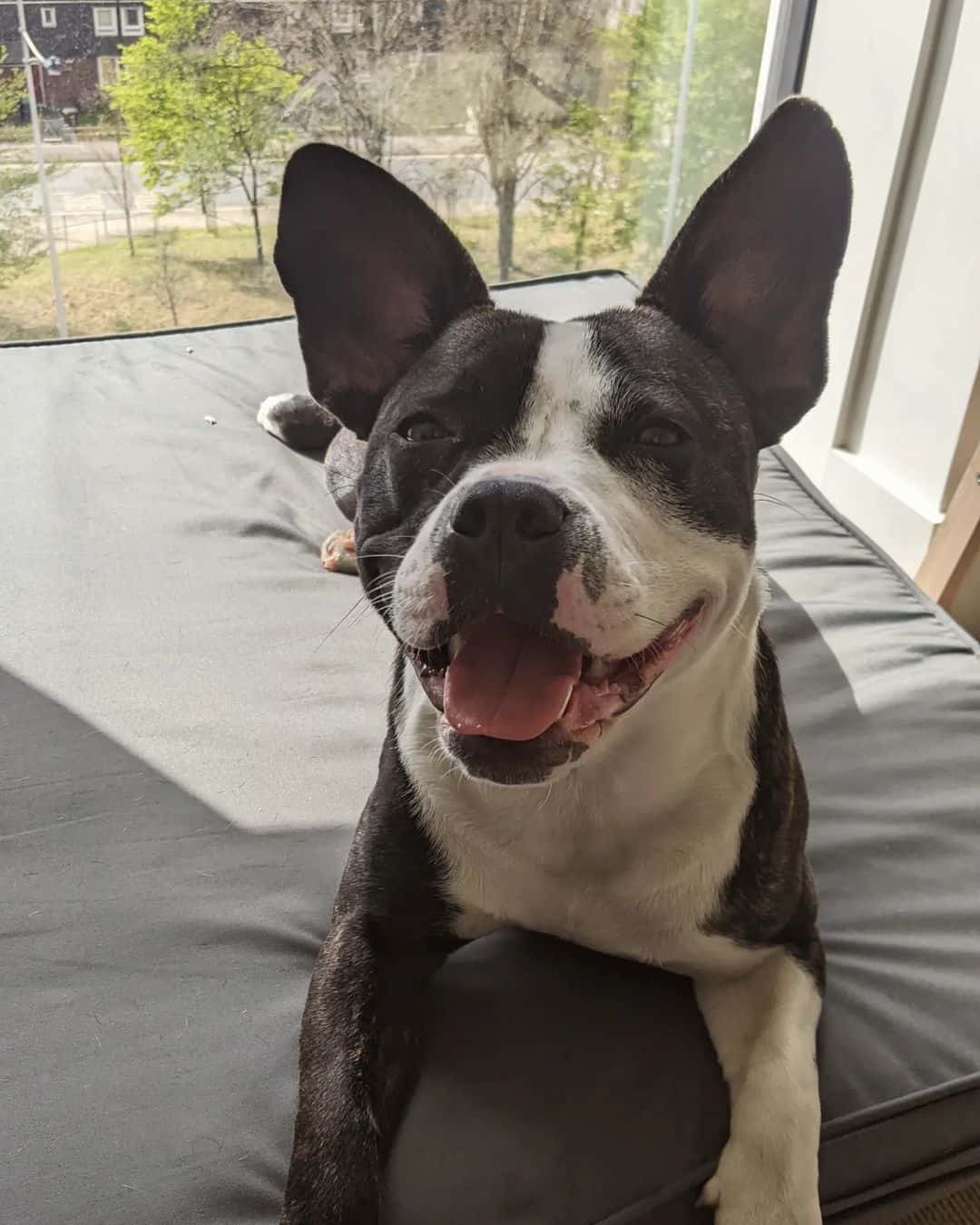 Bulldog Francés y American Staffordshire Terrier