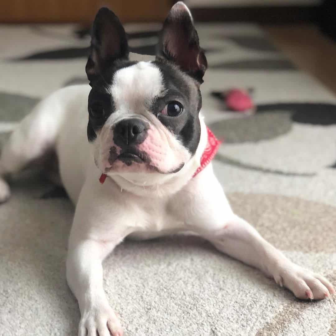Bulldog Francés y Boston Terrier