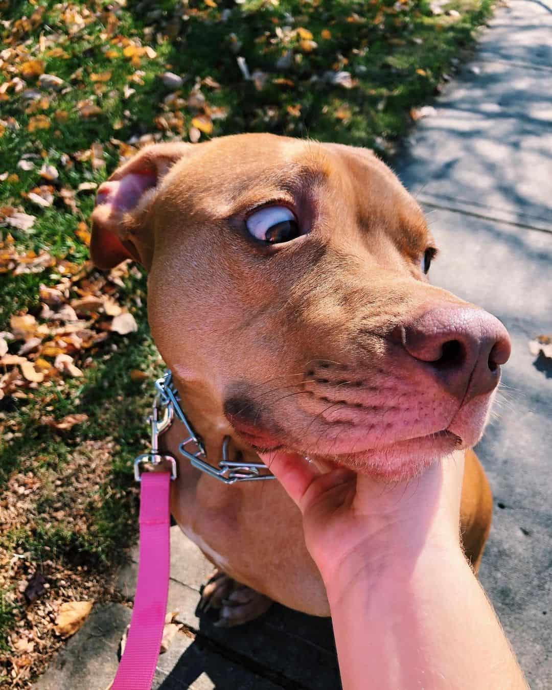 Divertido Mestizo de Vizsla Pitbull