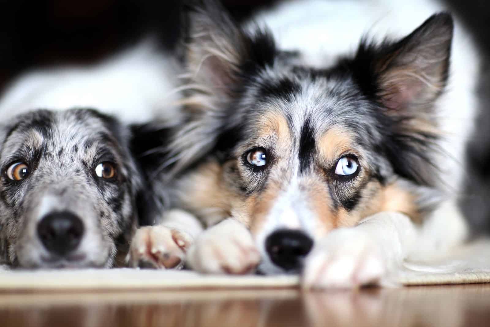 imagen divertida del border collie con ojos enfocados