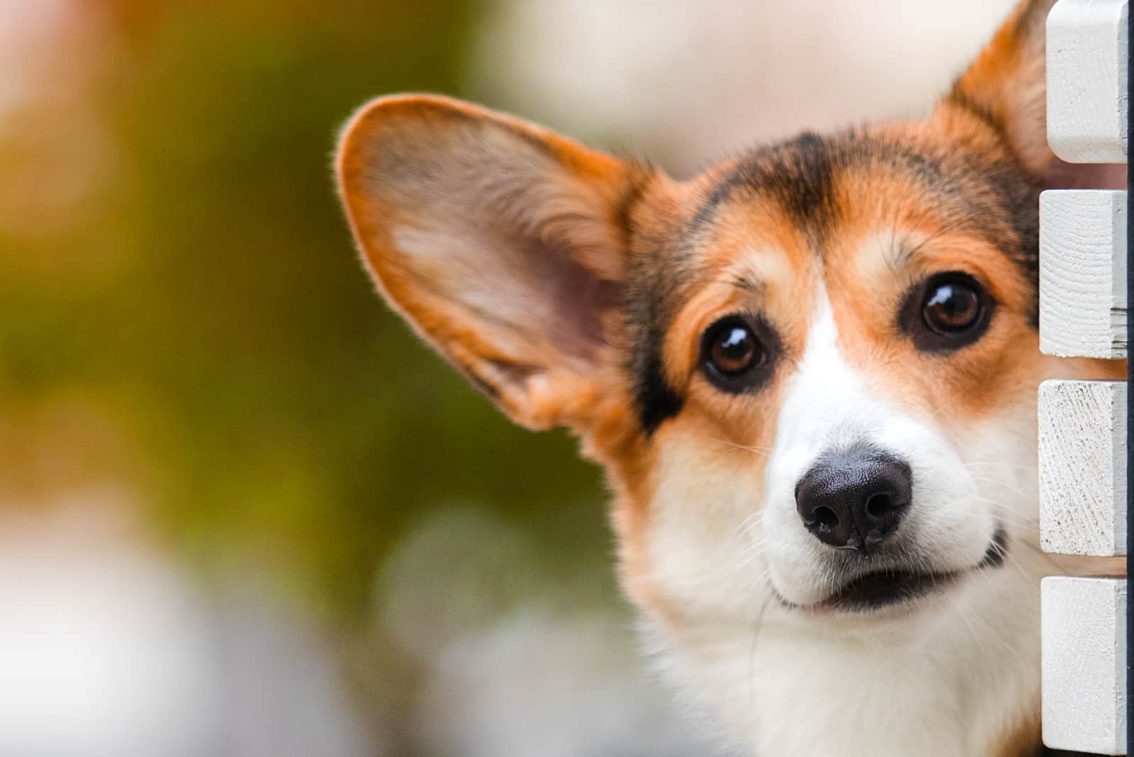 perro corgi divertido asomándose al aire libre