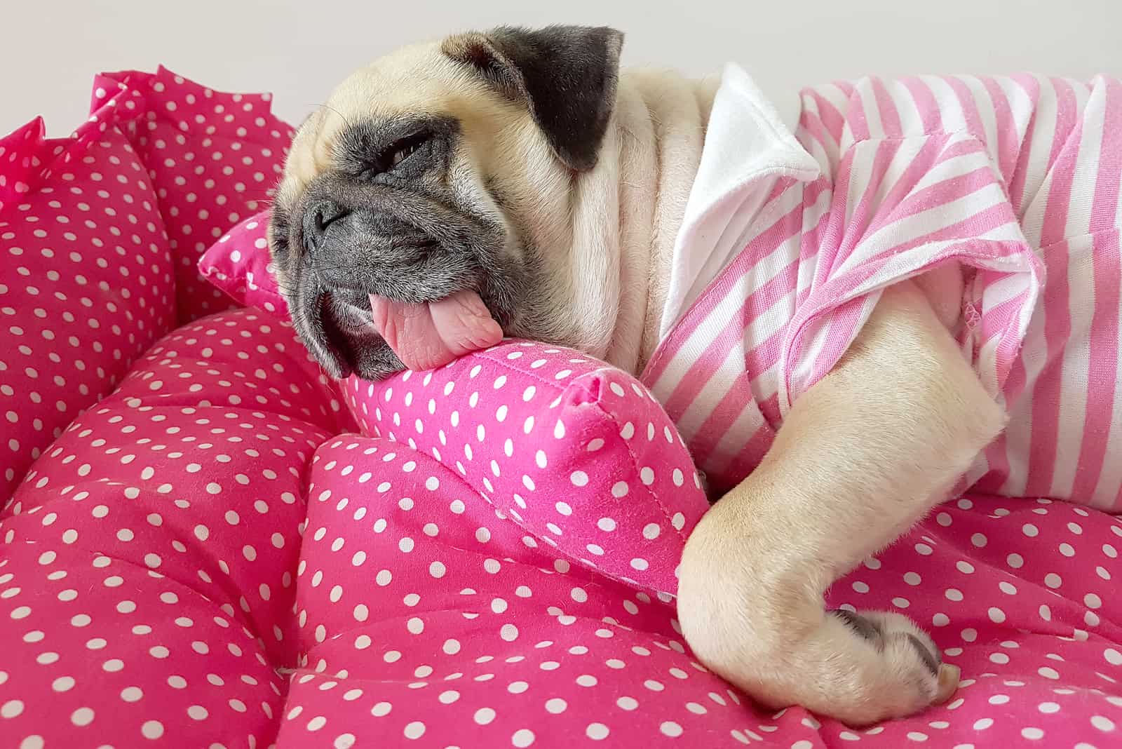 cachorro pug divertido durmiendo en la almohada