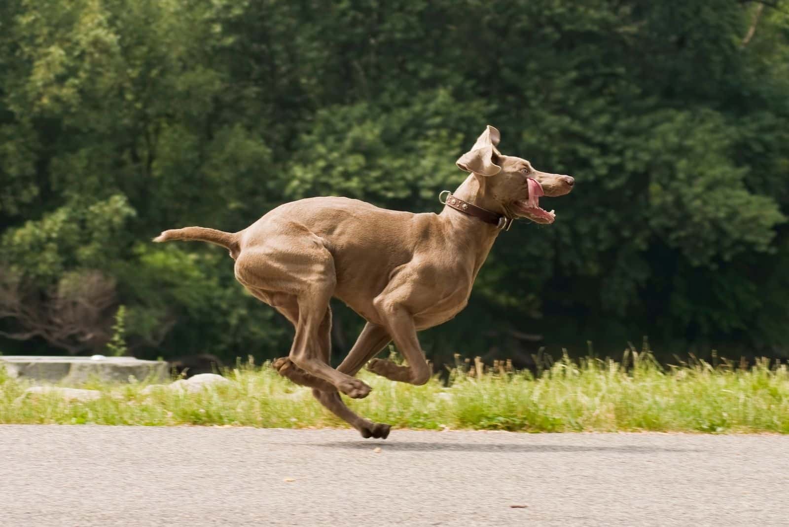 divertido weimaraner y pitbull corriendo en las calles