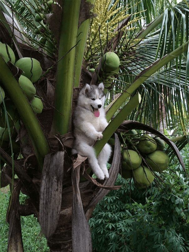 Husky en un árbol