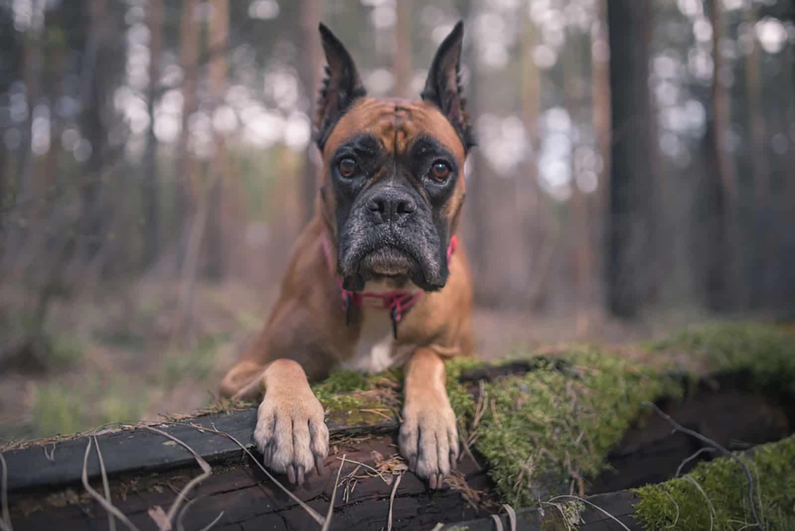 Perro bóxer alemán en el bosque