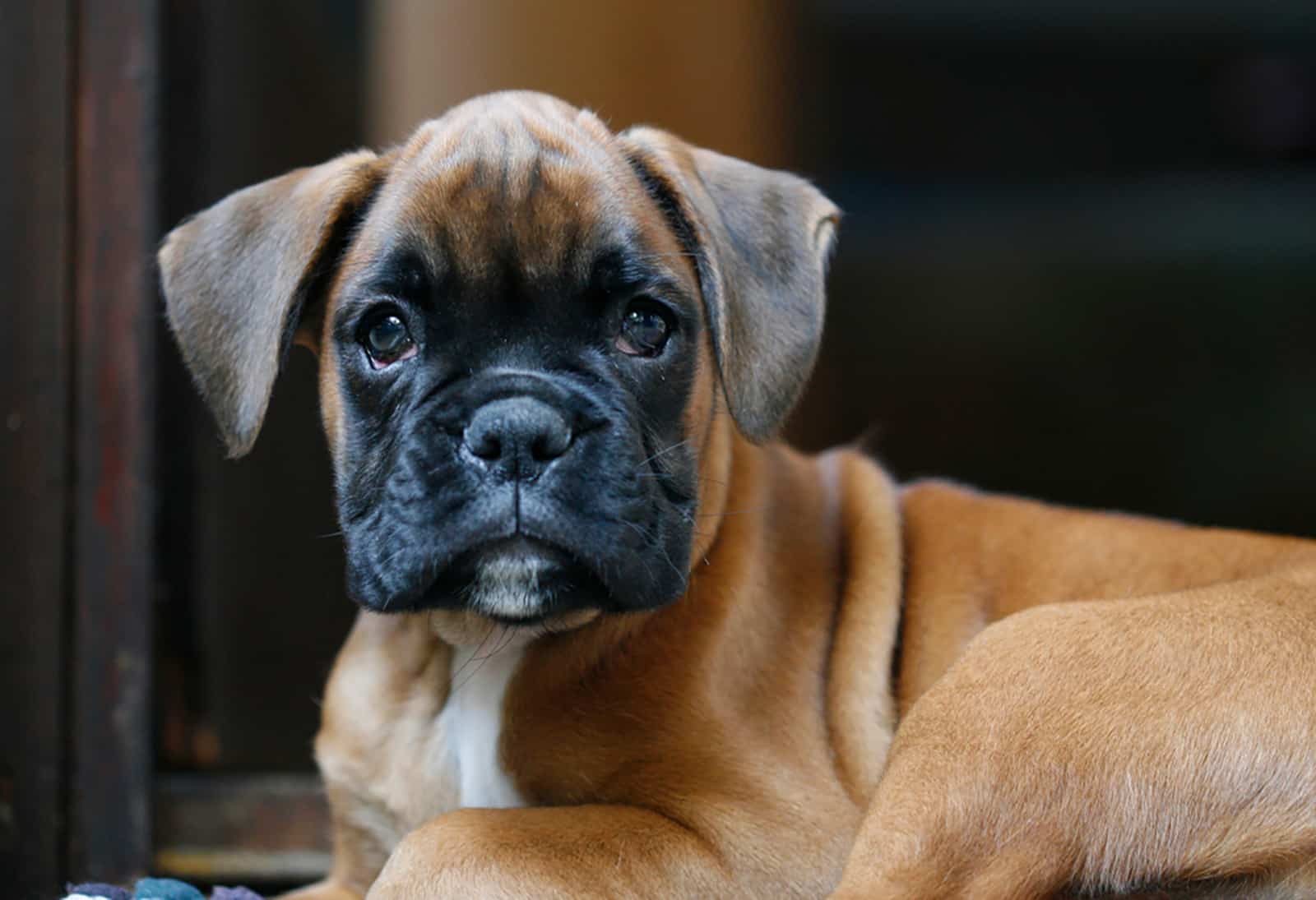 Cachorro bóxer alemán sentado al aire libre