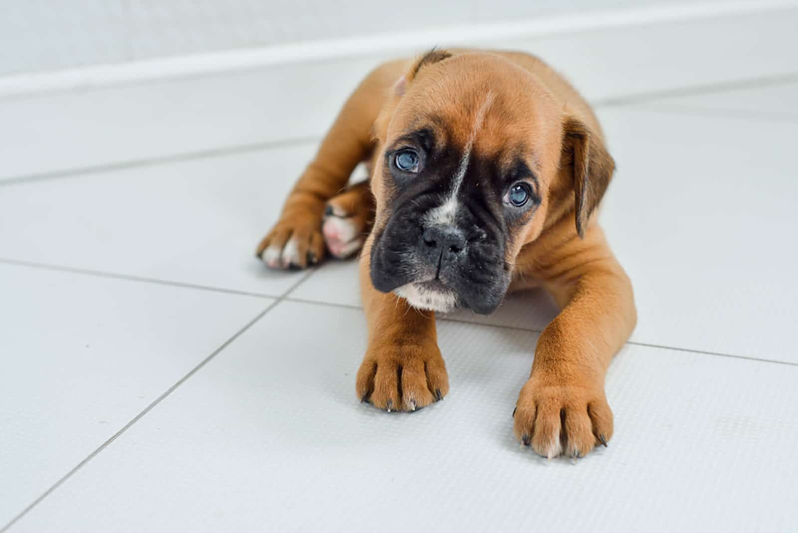 Cachorro bóxer alemán esperando al veterinario