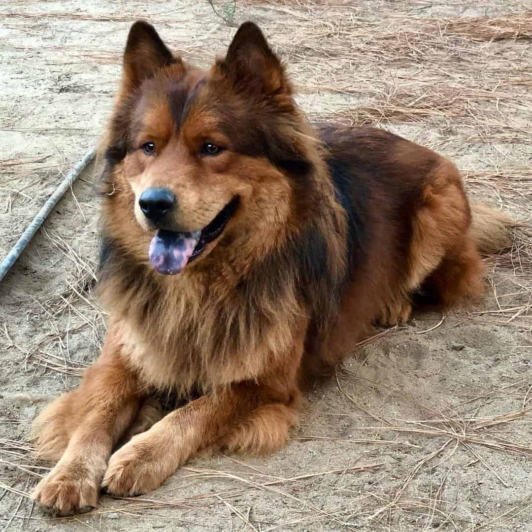 chow chow alemán