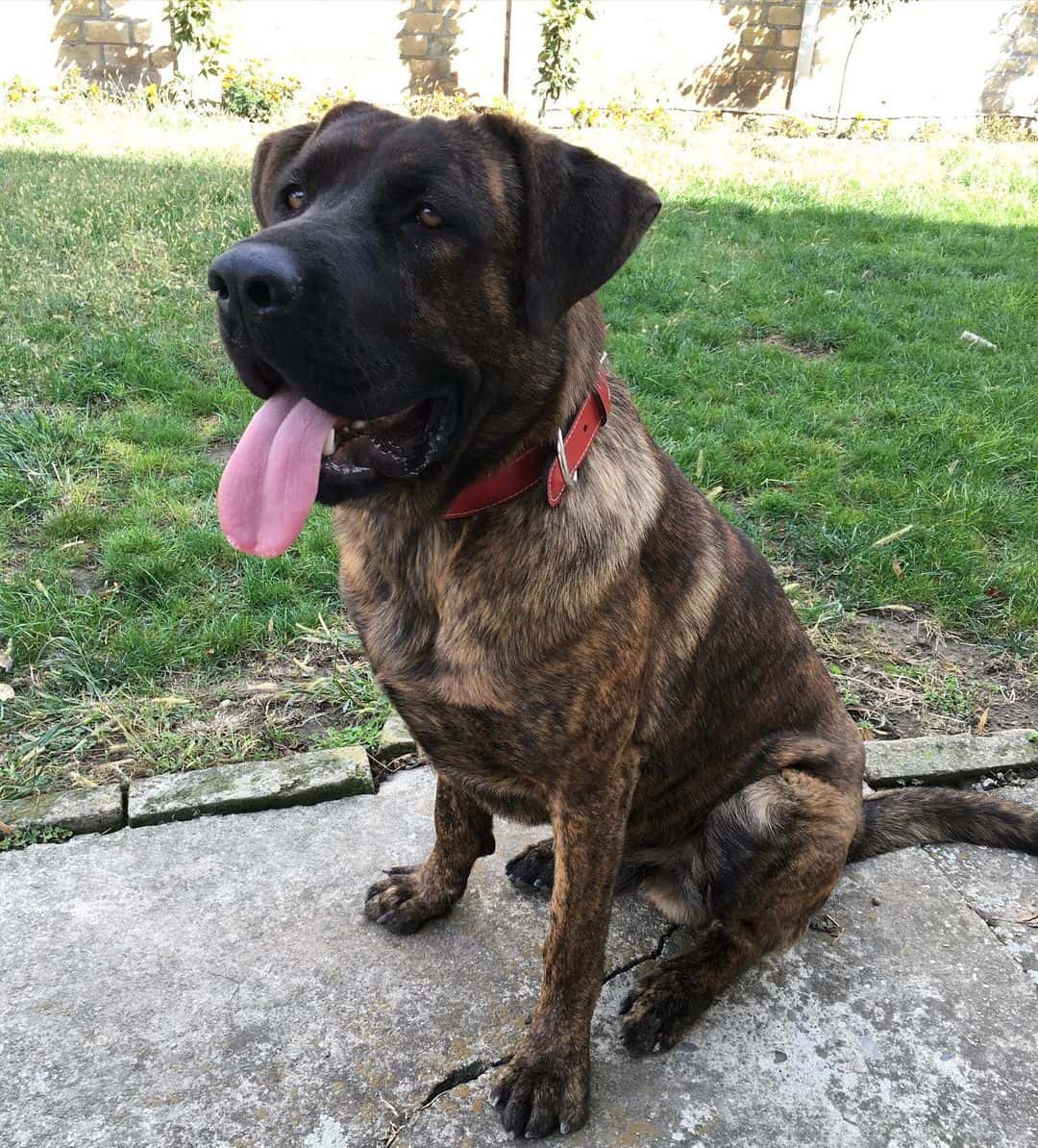 raza de perro german corso