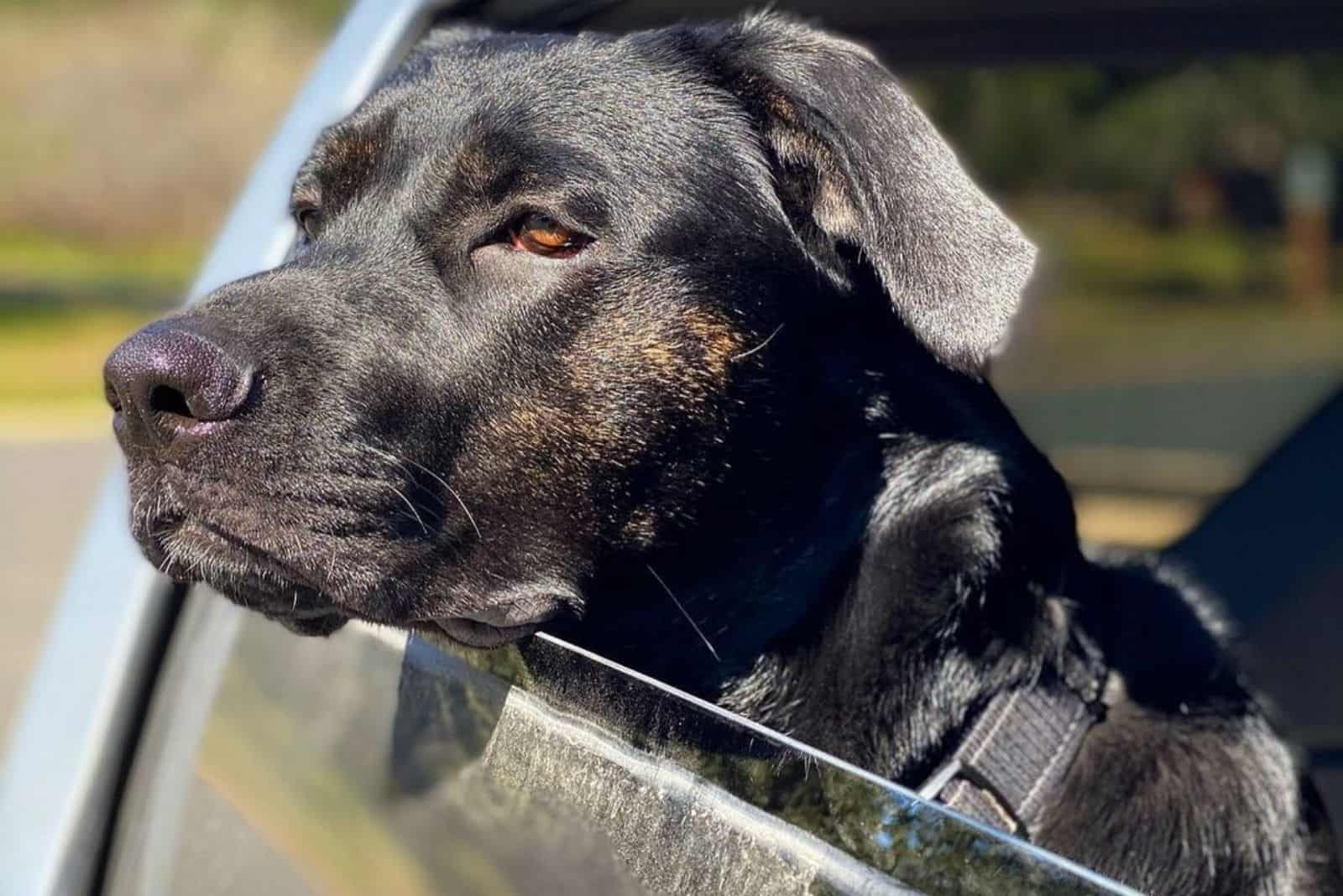 perro german corso en el coche