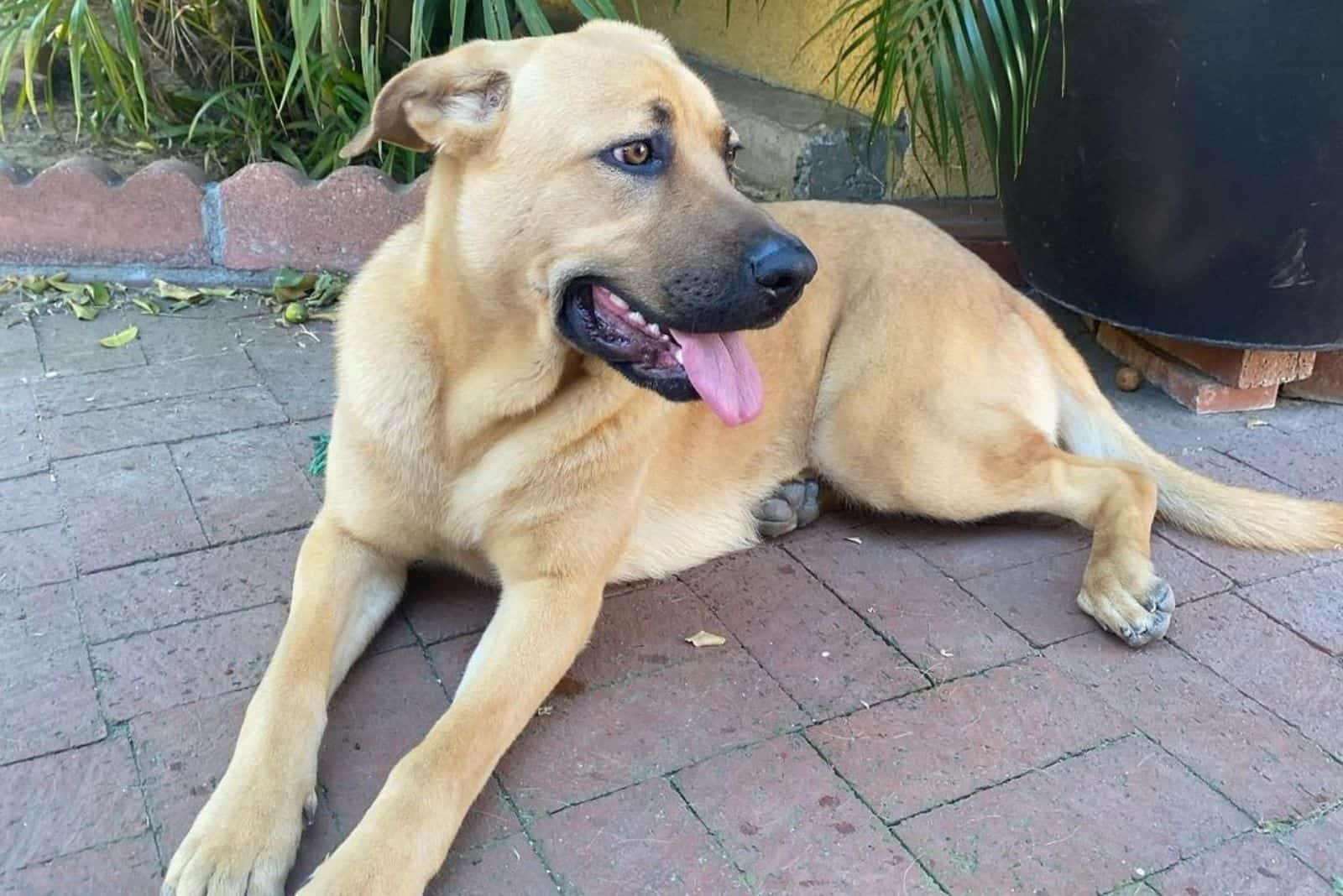 perro german corso
