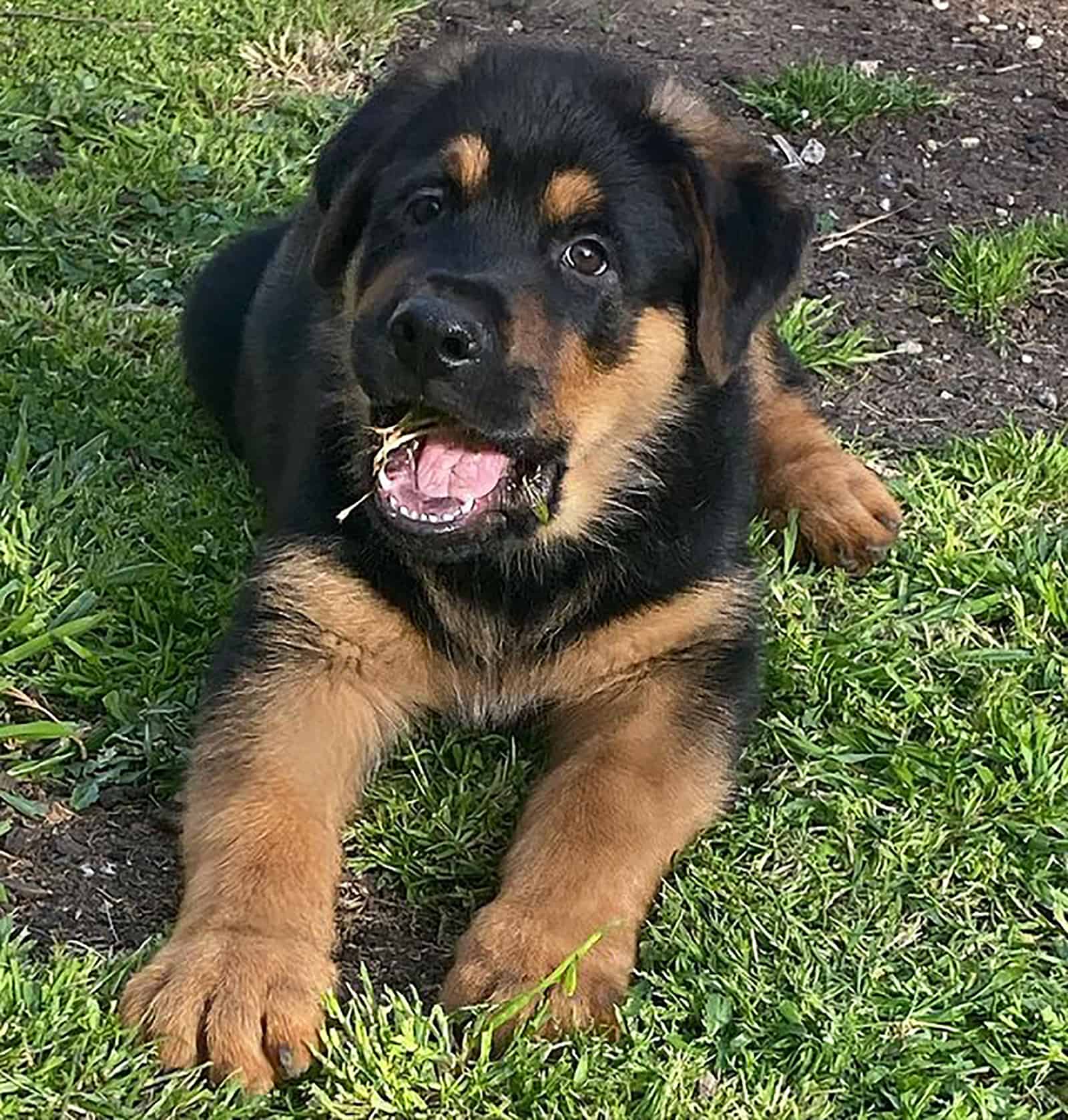 german rottie acostado en el césped