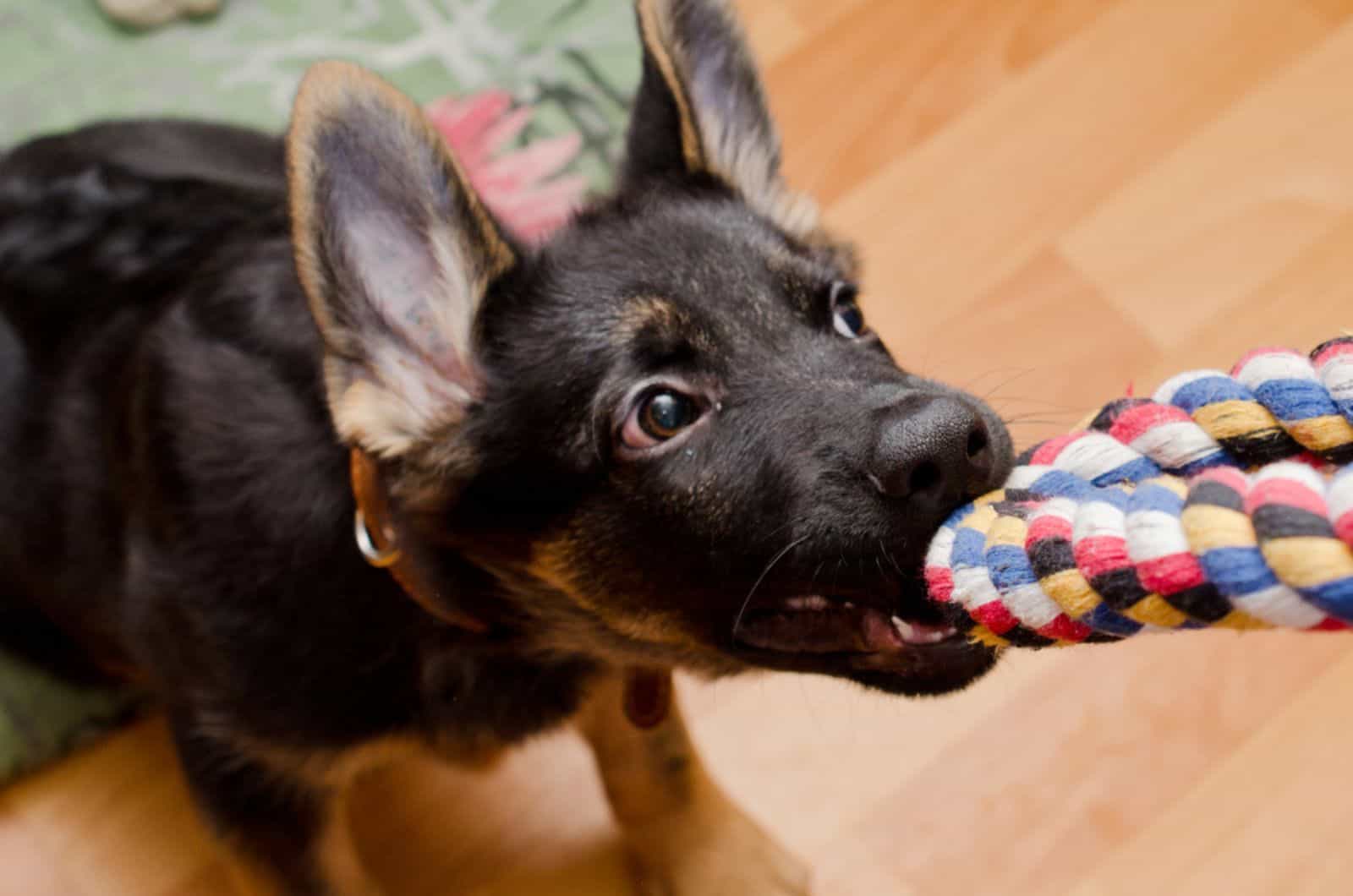 cachorro de pastor alemán jugando con un juguete de tirar