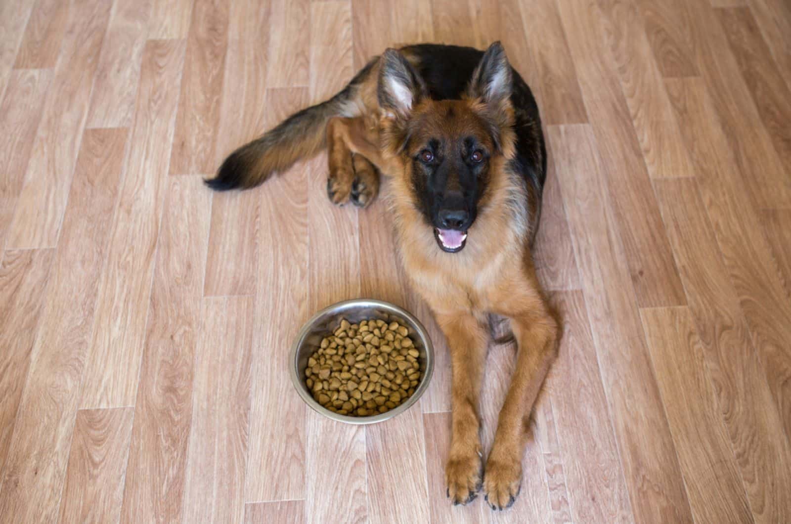 perro pastor alemán tumbado en el suelo junto a un plato con comida seca