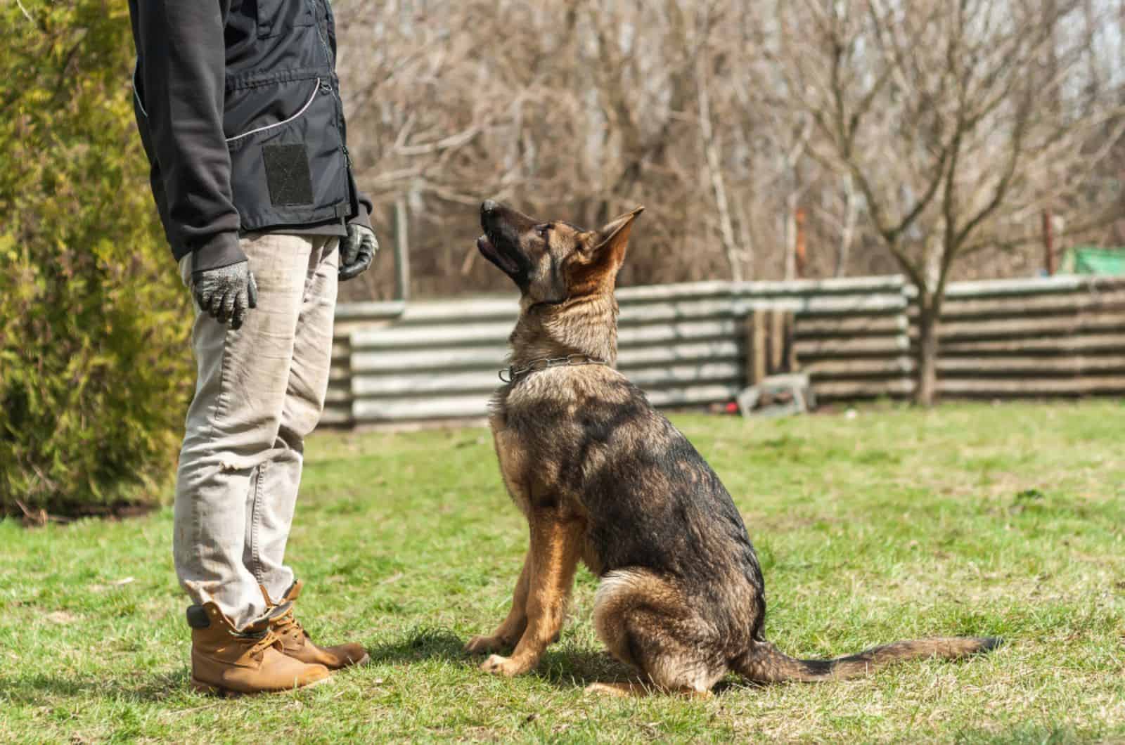pastor alemán entrenado por un entrenador de perros