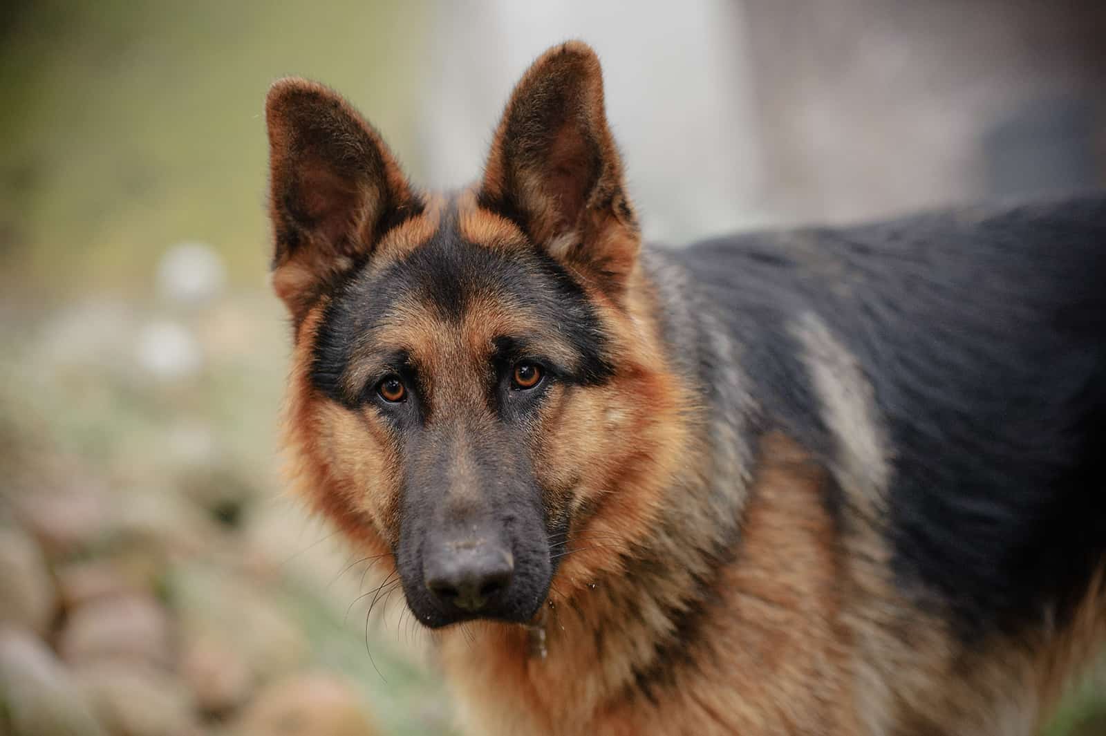 perro pastor alemán en la naturaleza