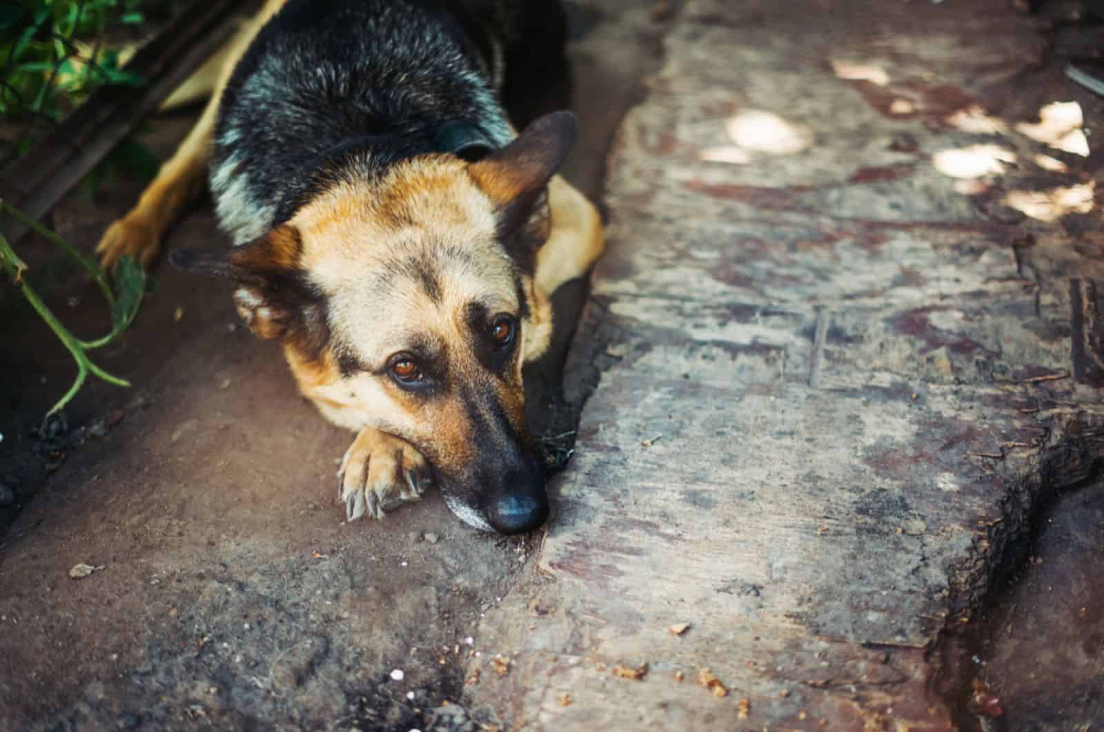 pastor alemán tumbado en el suelo y mira al dueño