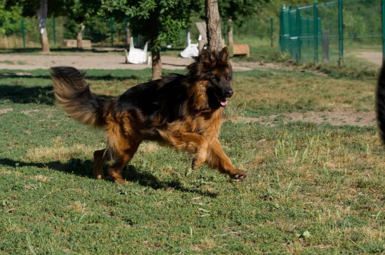pastor alemán corriendo en el parque
