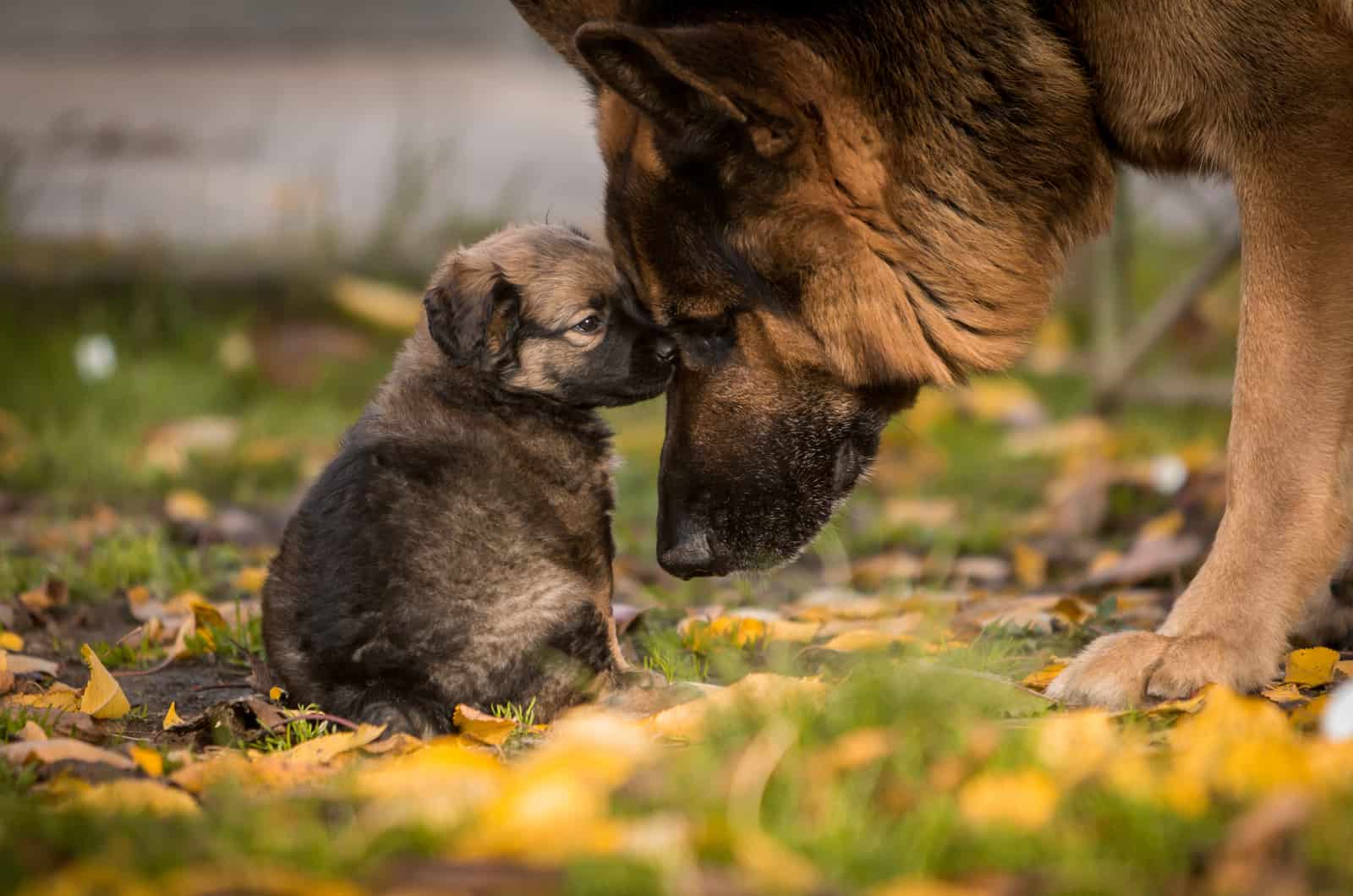 pastor alemán y su cachorro