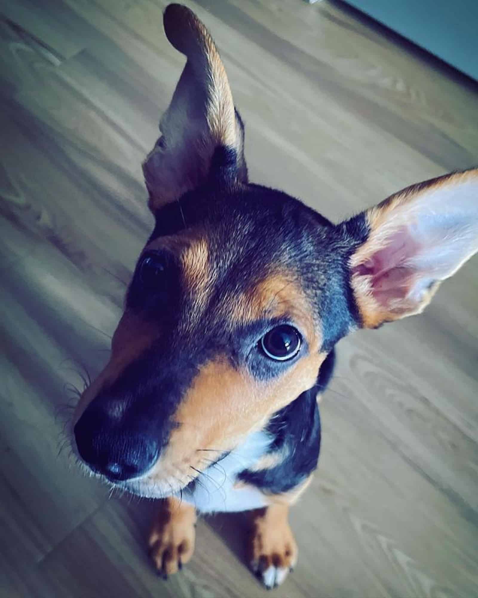 perro pastor alemán y kelpie australiano sentado en el suelo