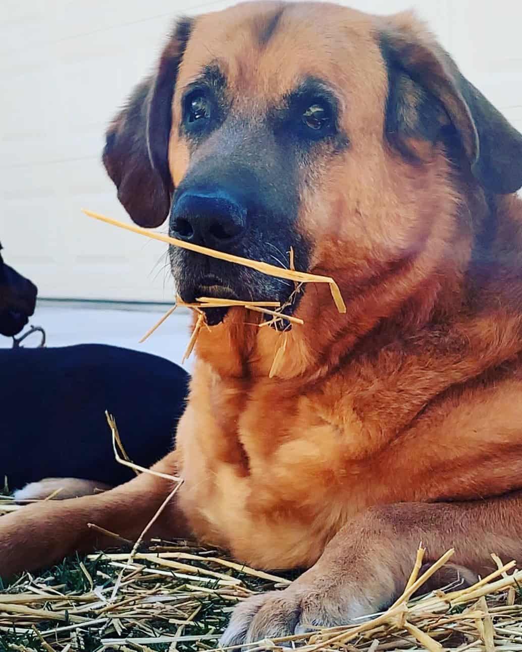 Pastor Alemán mezclado con Bloodhound