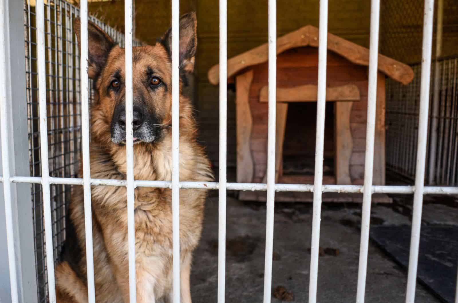 perro pastor alemán en un refugio