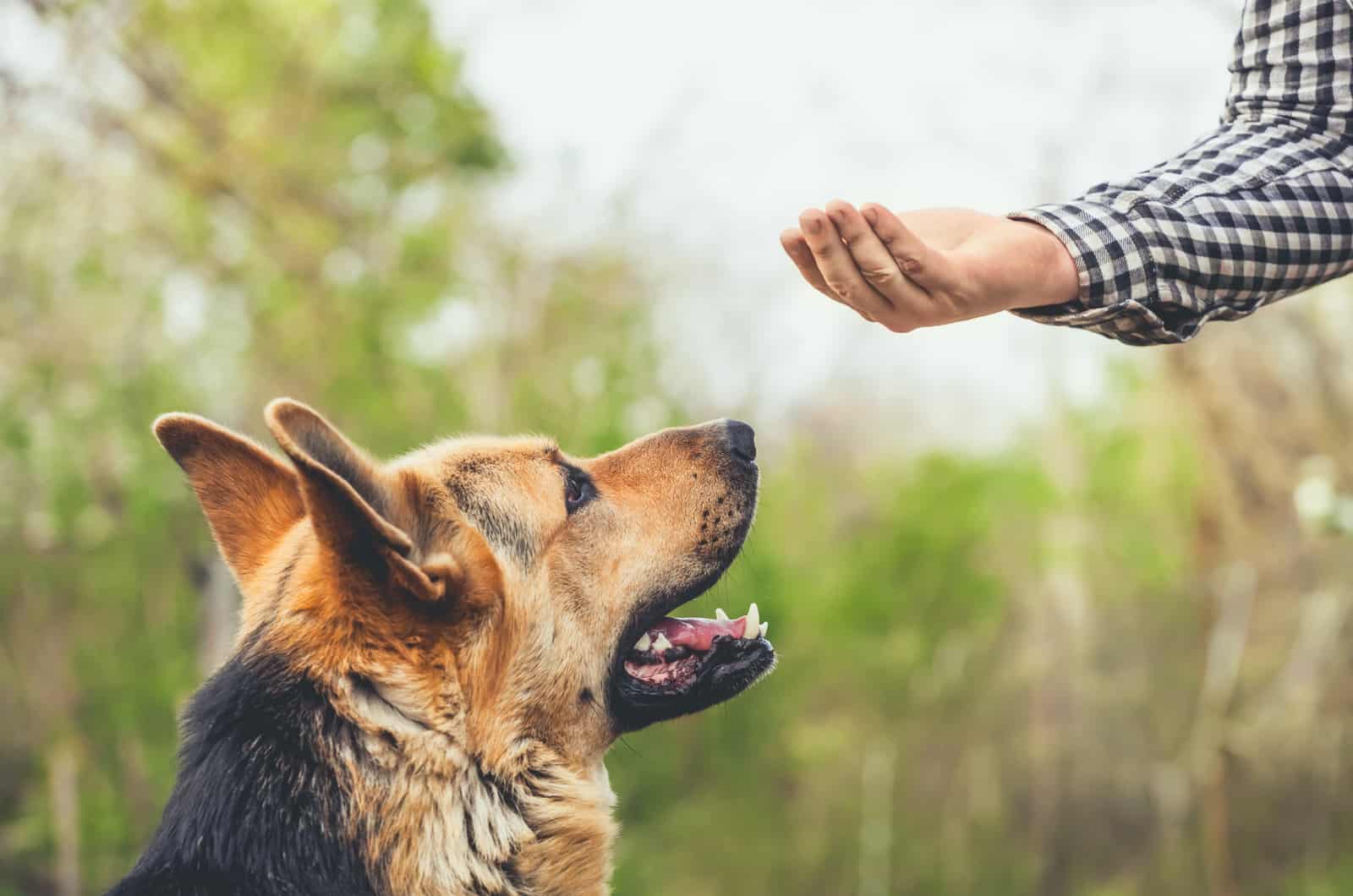 perro pastor alemán siendo entrenado