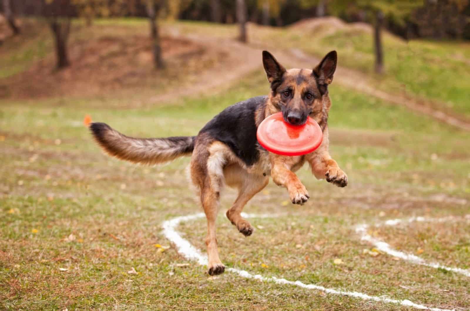perro pastor alemán atrapa un frisbee en el parque