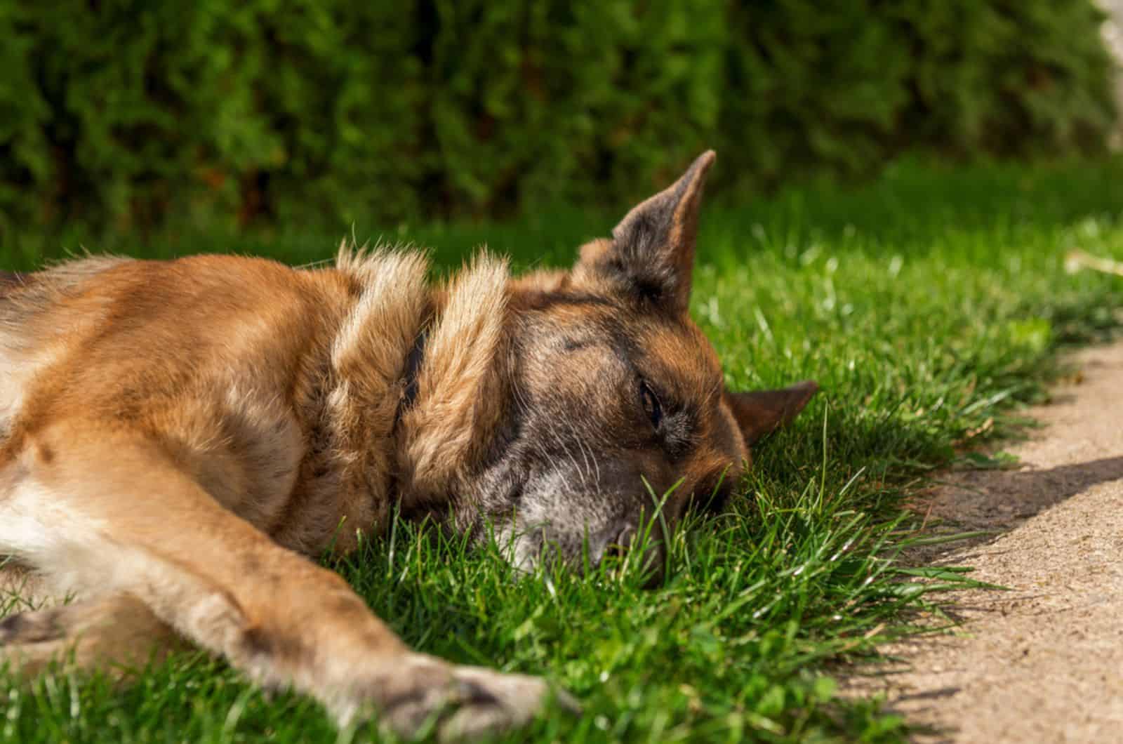 perro pastor alemán tumbado en la hierba en un día soleado