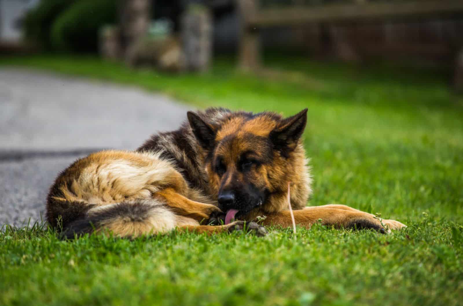 perro pastor alemán tumbado en la hierba en el parque