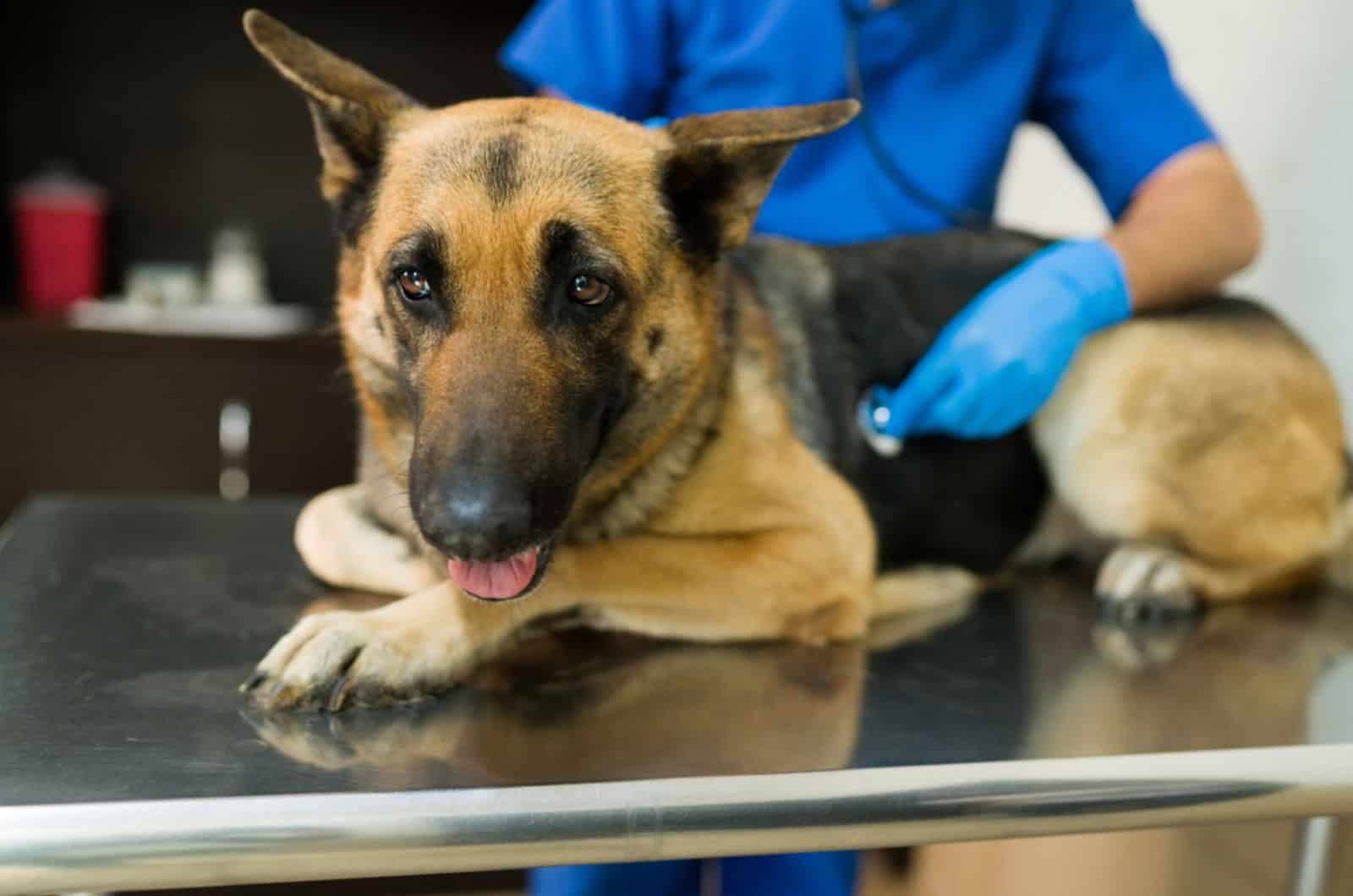 perro pastor alemán tumbado en la mesa en la clínica veterinaria