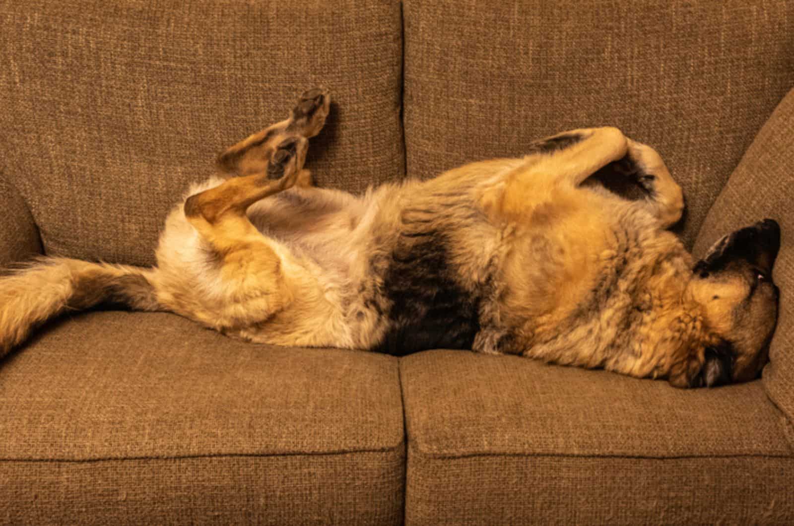 perro pastor alemán durmiendo boca arriba en el sofá