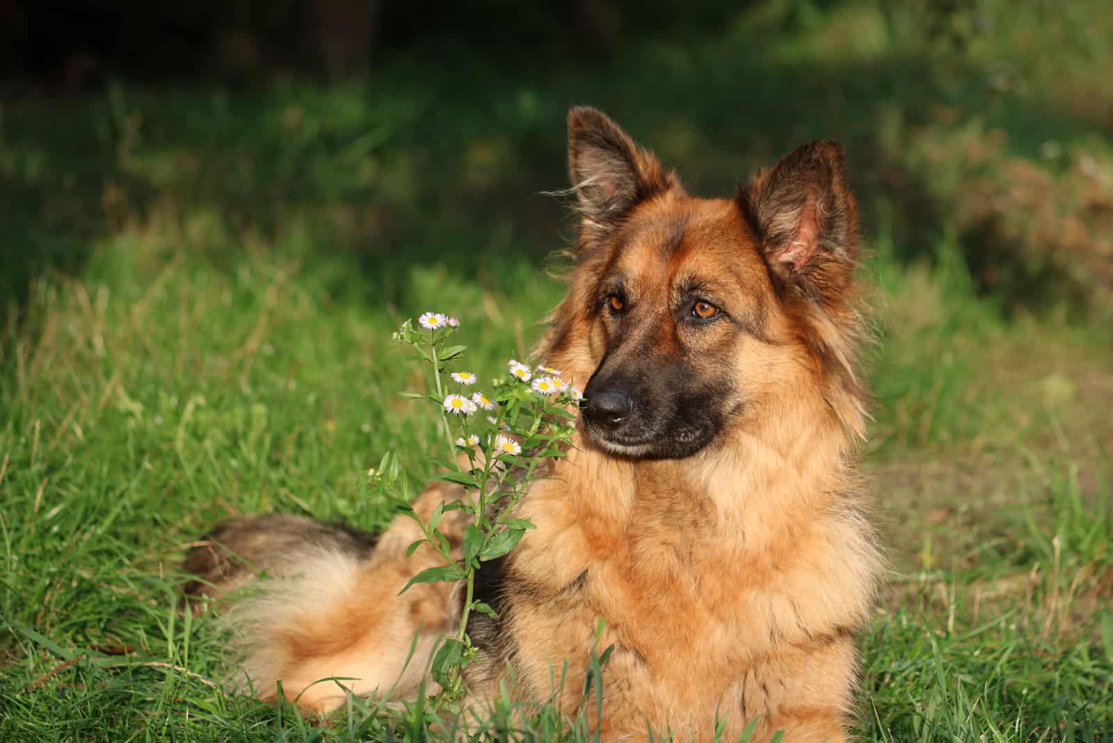 Perro Pastor Alemán con una flor