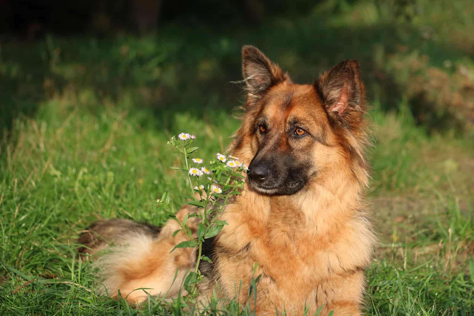 Perro pastor alemán con una flor