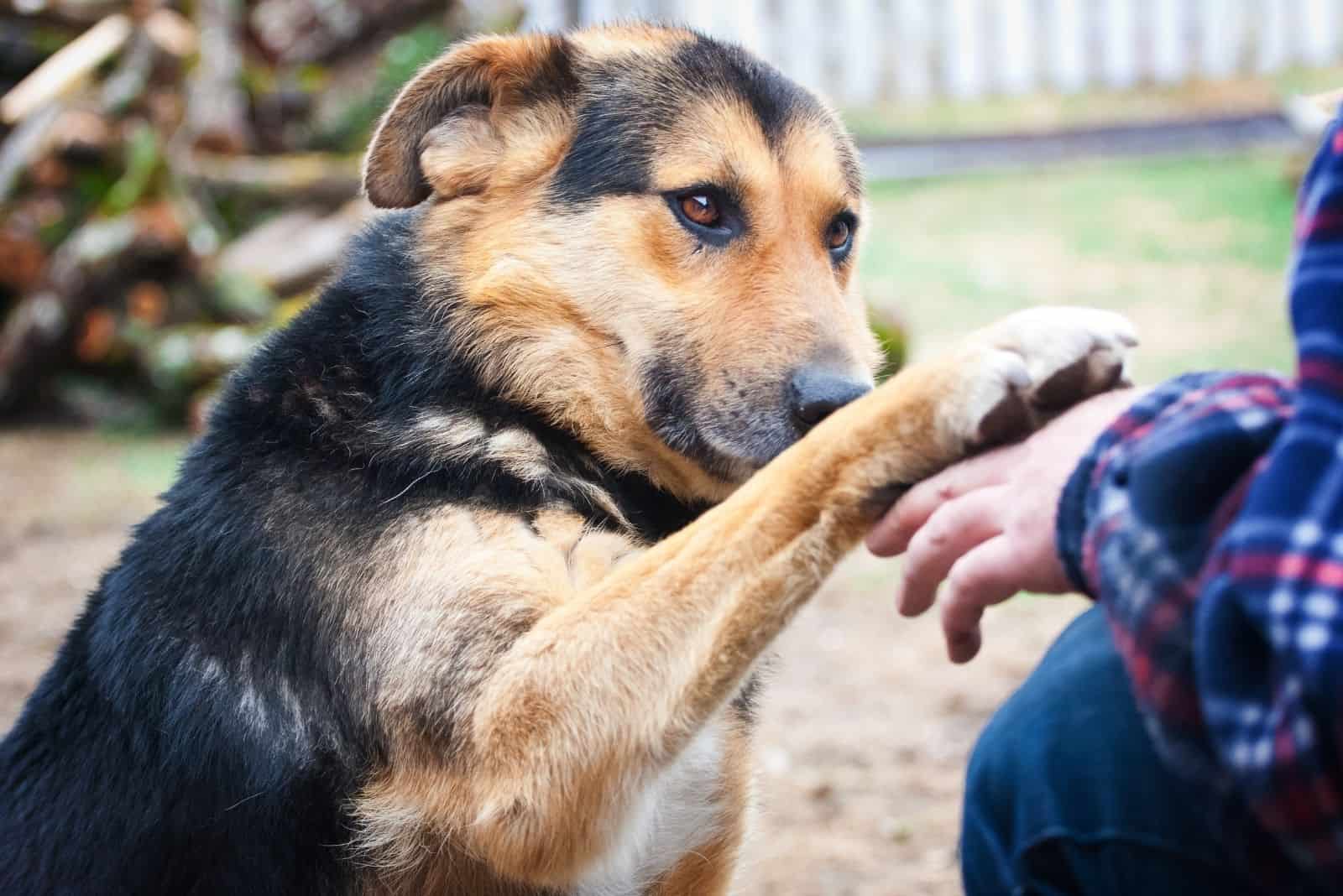 perro pastor alemán mezclado dando la pata al dueño