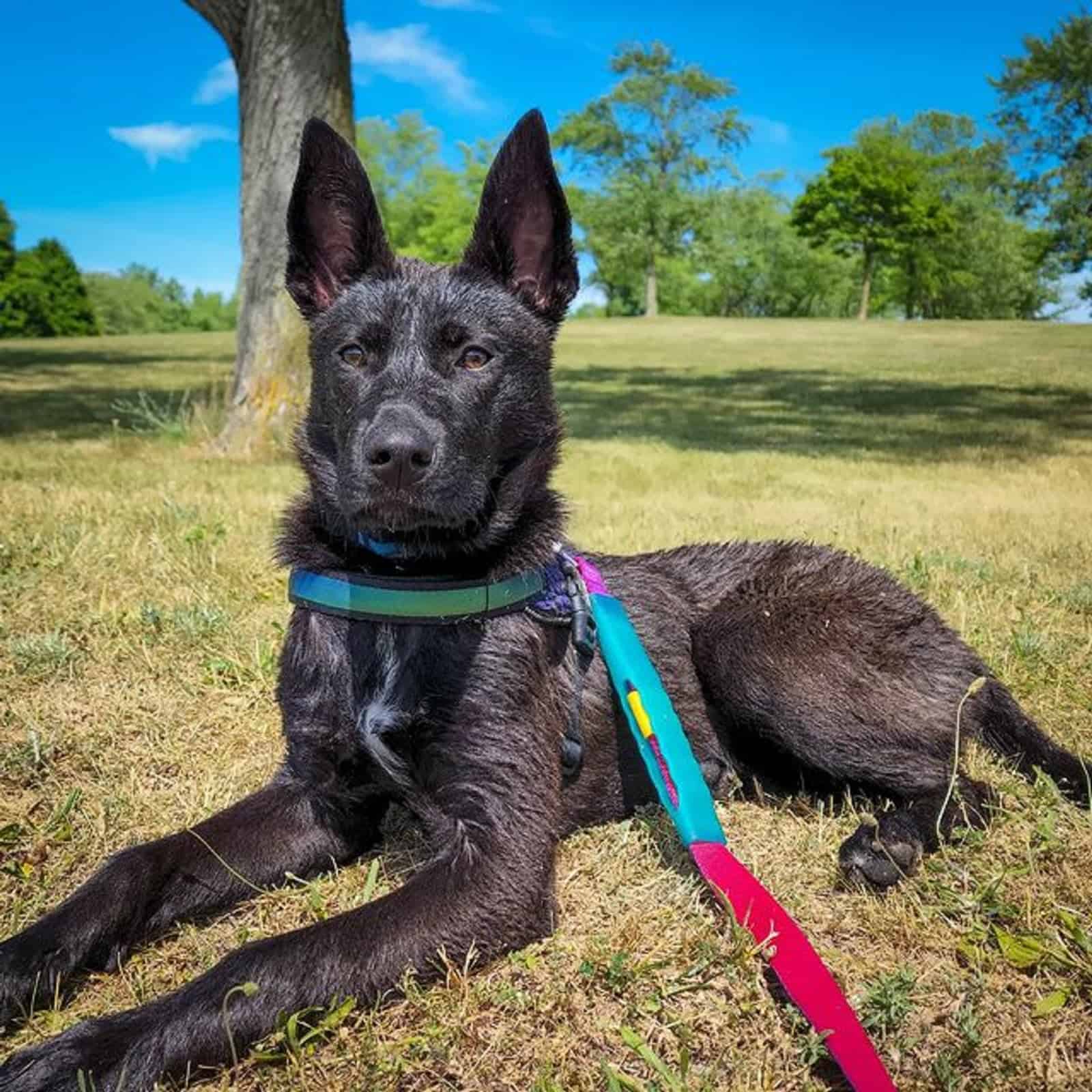 perro pastor alemán pitbull acostado en el césped del parque