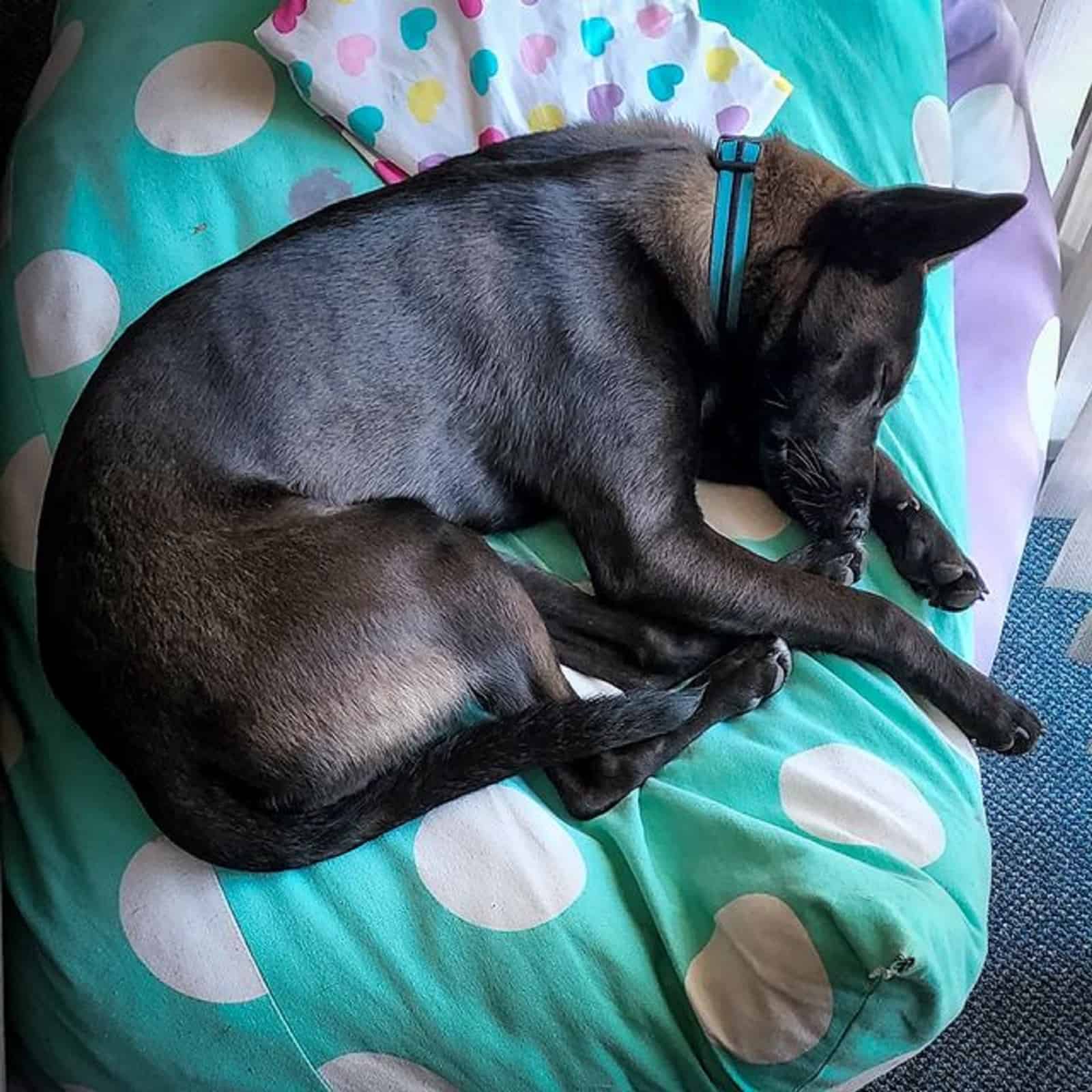 perro pastor alemán pitbull durmiendo en su almohada