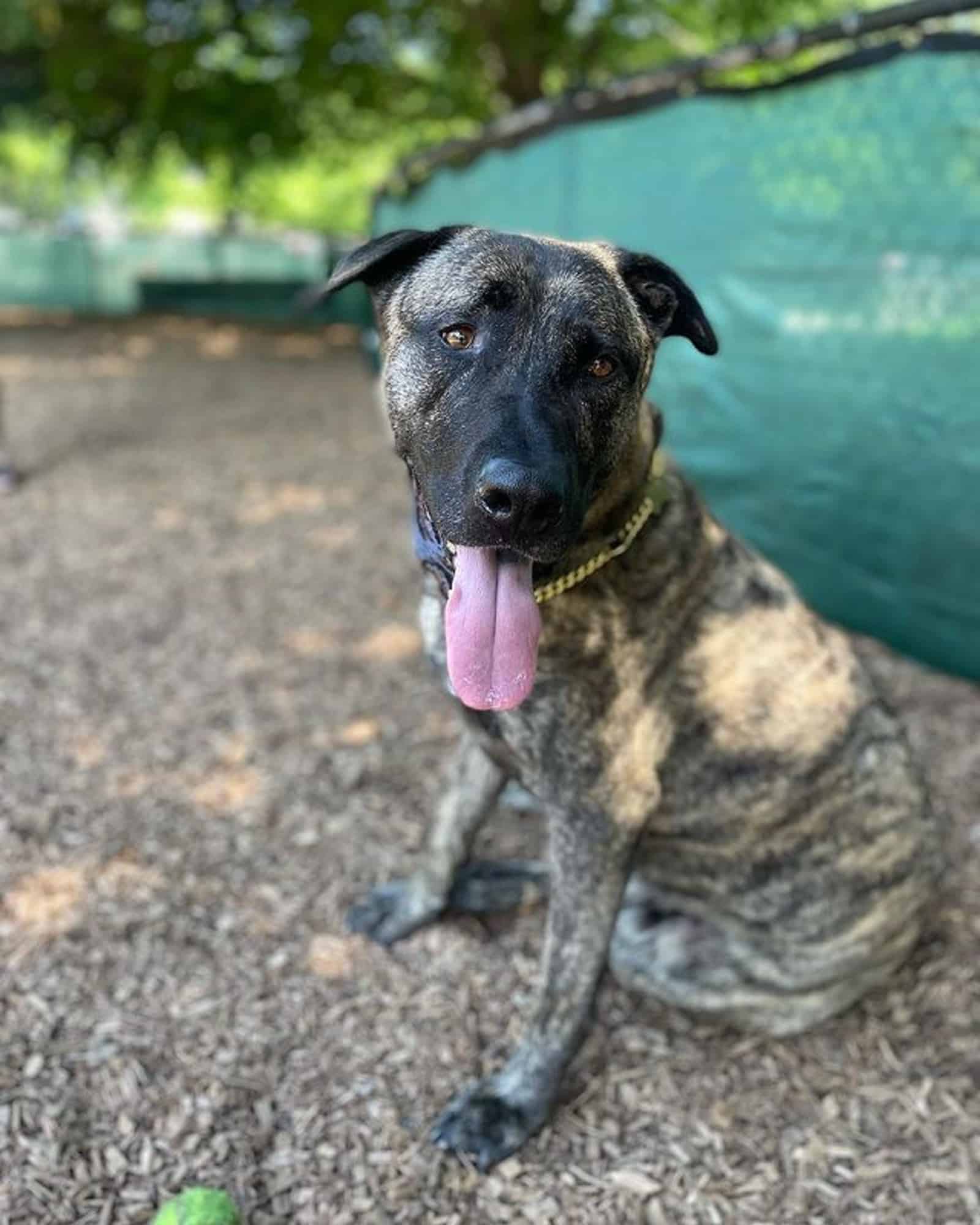 perro pastor alemán pitbull sentado en el suelo
