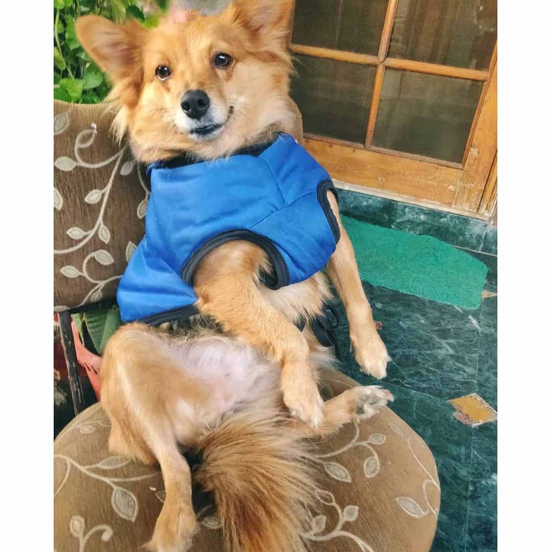 perro mestizo de pastor alemán y pomerania