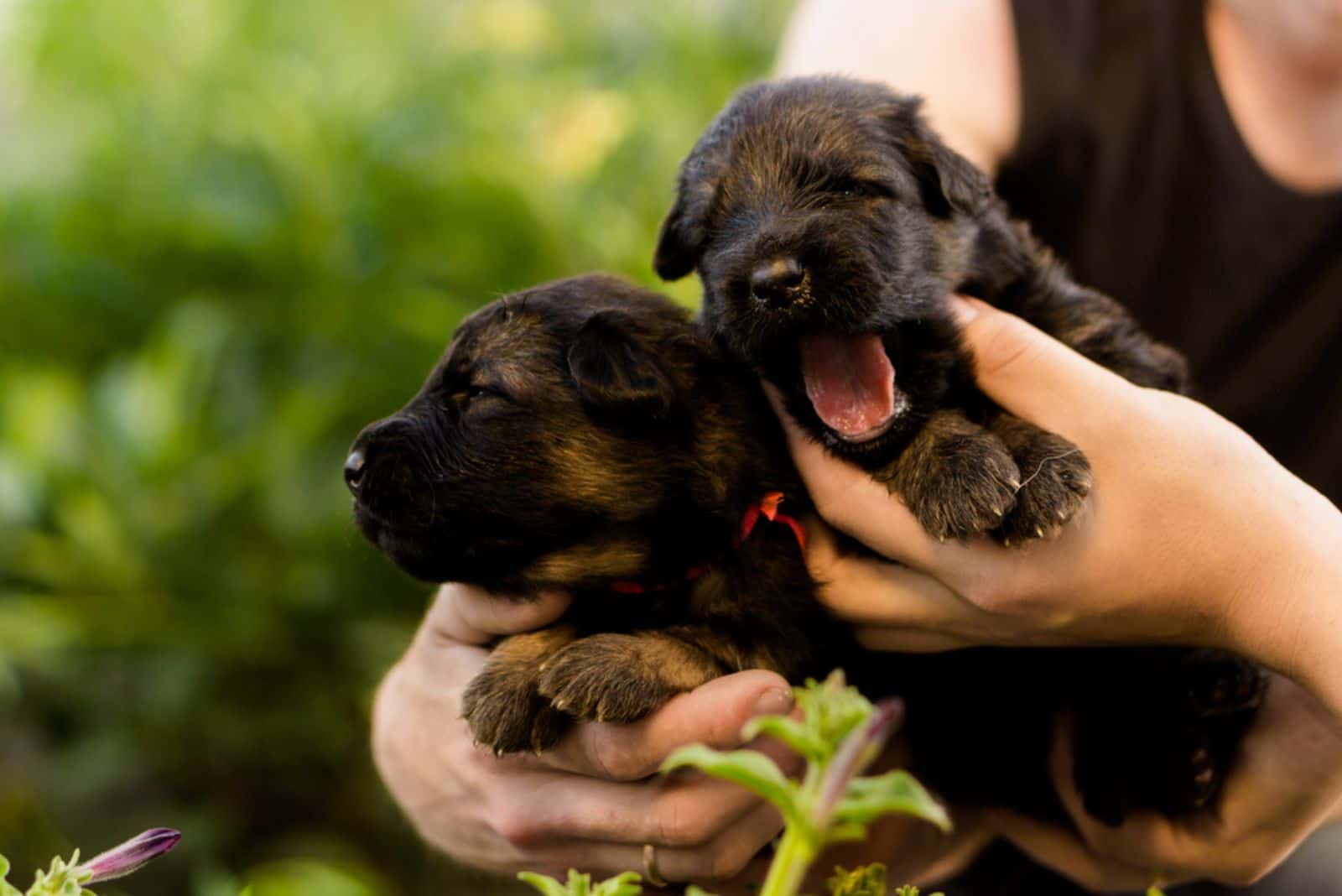 cachorros de pastor alemán en un día soleado