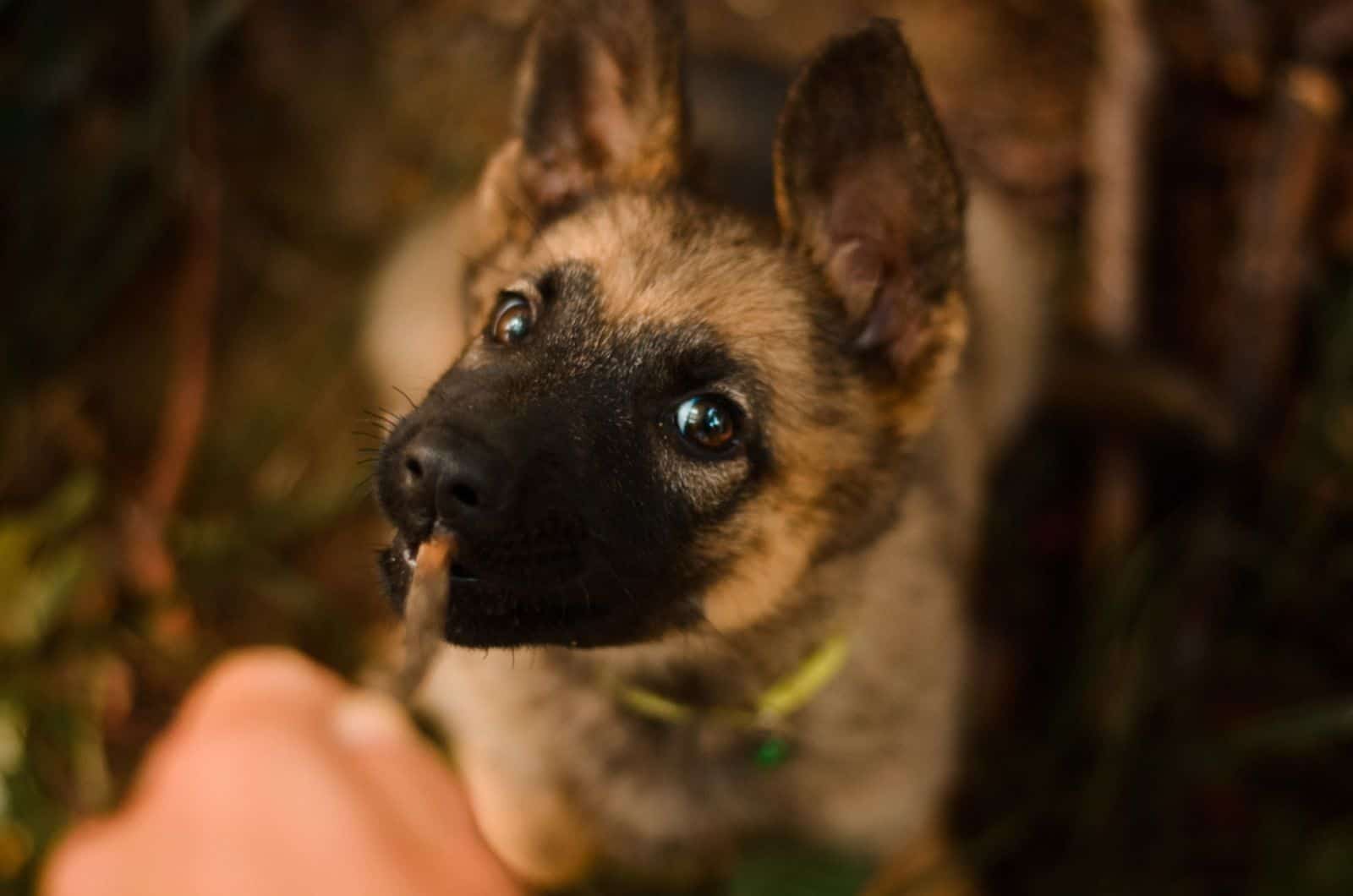 cachorro de pastor alemán jugando con su dueño