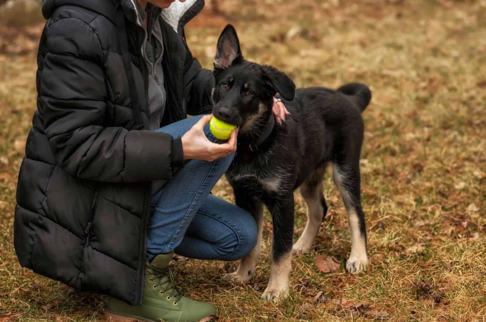 cachorro pastor alemán jugando con su dueño