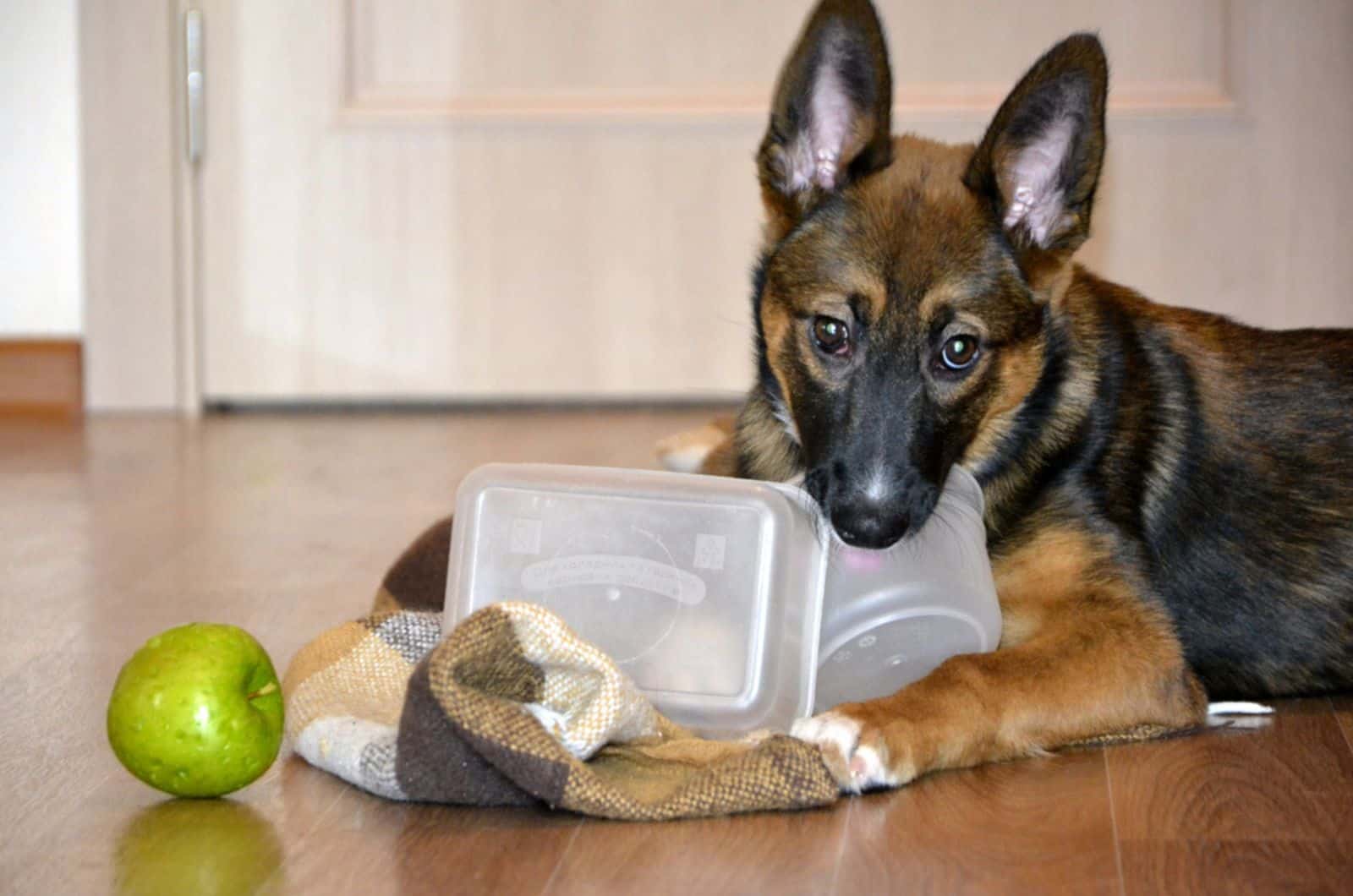 cachorro de pastor alemán jugando con cuencos