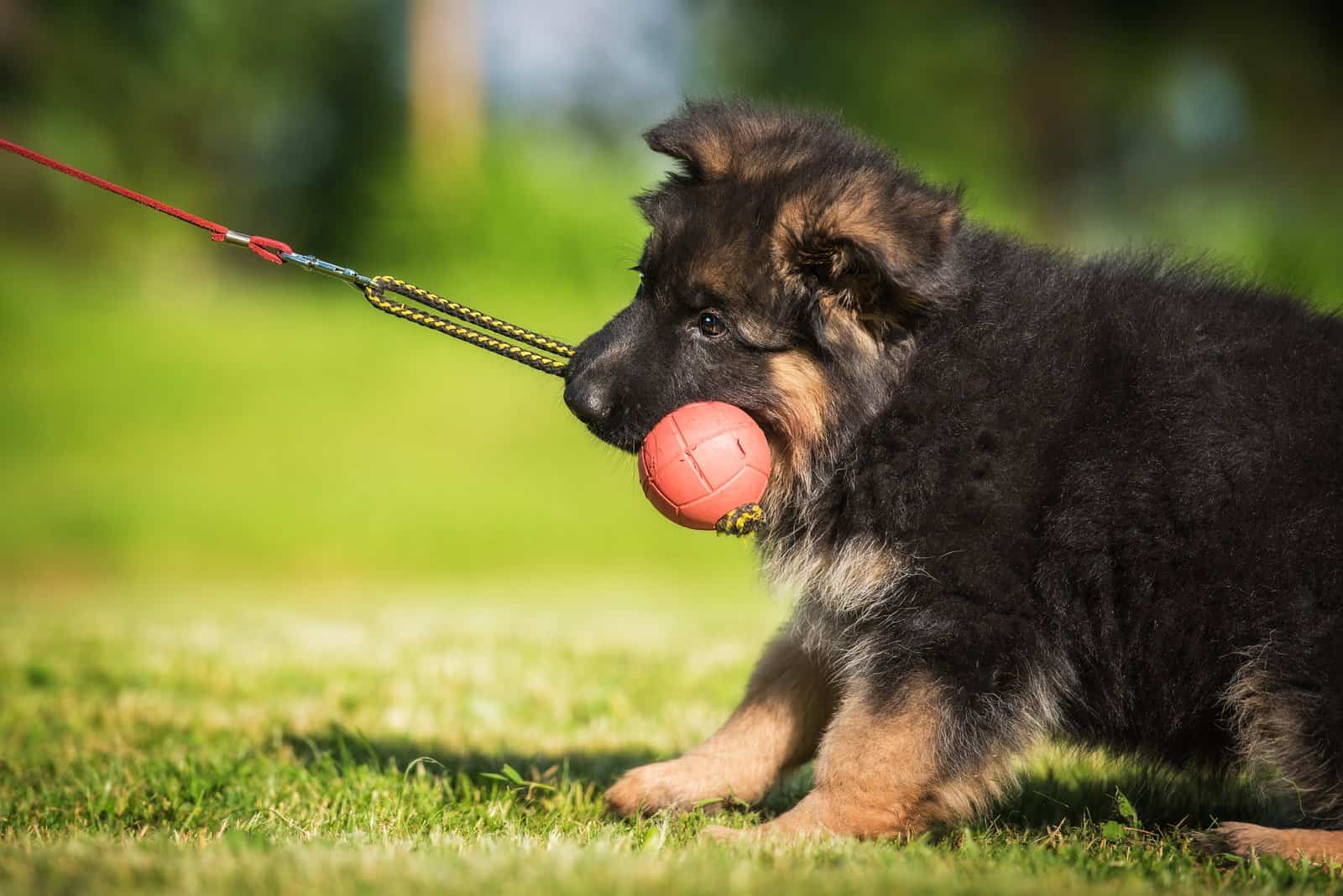 cachorro de pastor alemán mordiendo una pelota