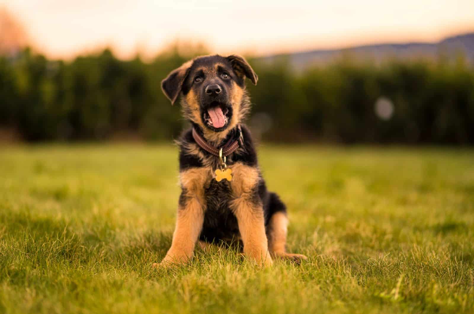 cachorro de pastor alemán en un campo