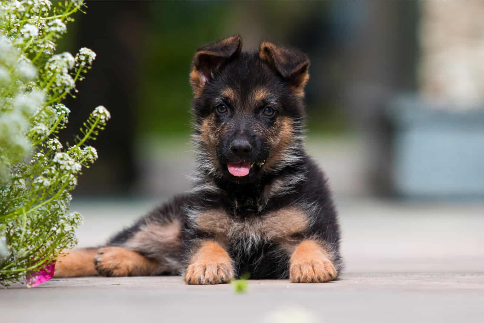 cachorro de pastor alemán posando al aire libre