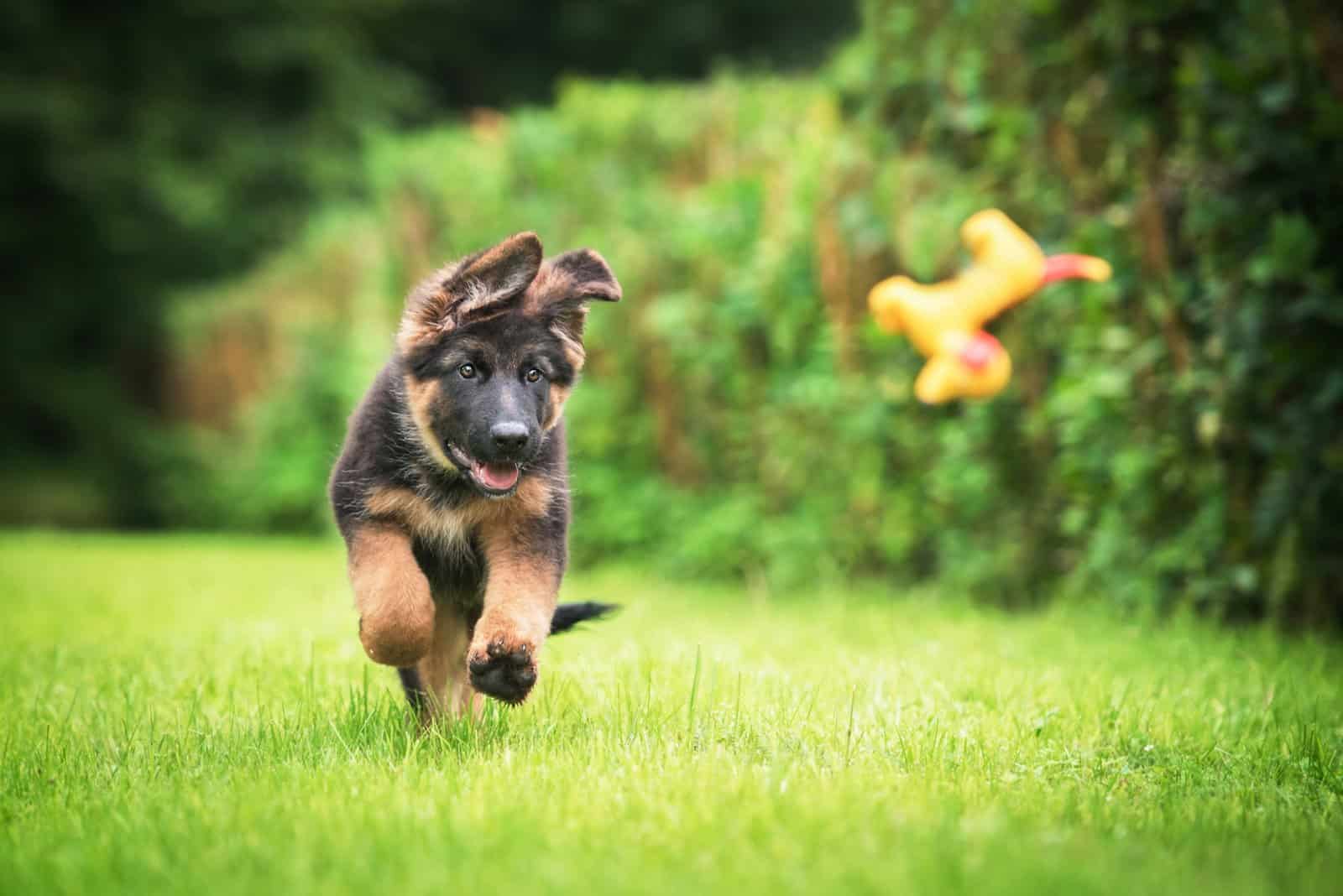 cachorro de pastor alemán corriendo tras un juguete