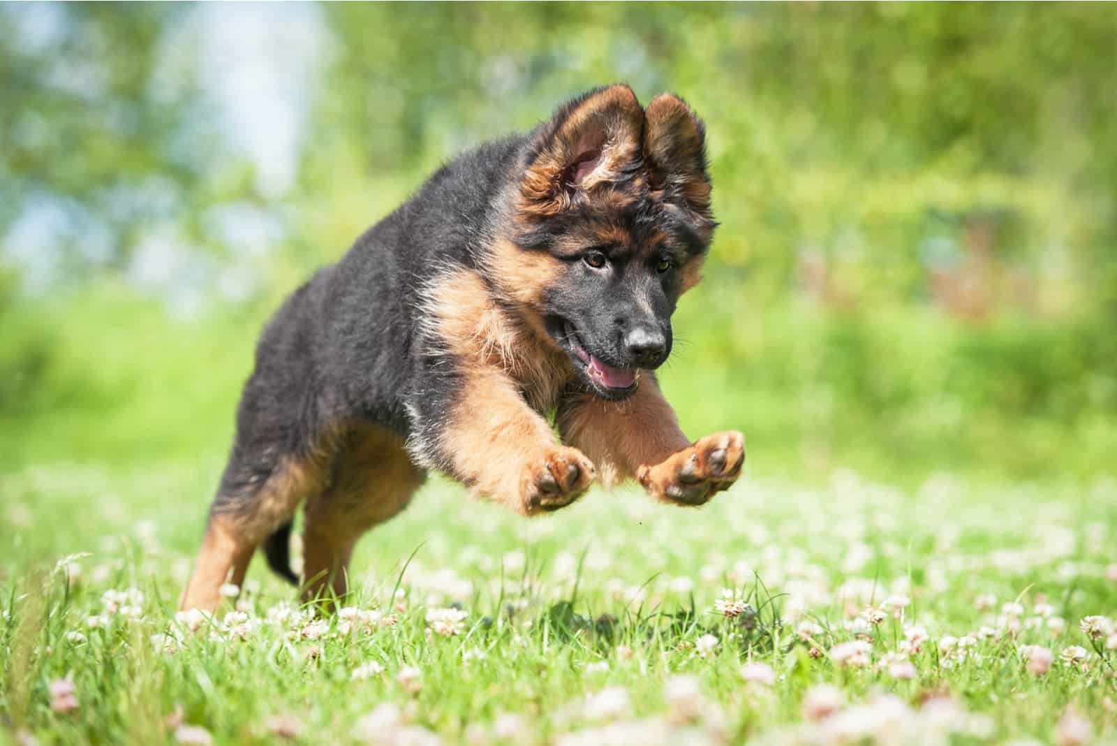 cachorro de pastor alemán corriendo al aire libre