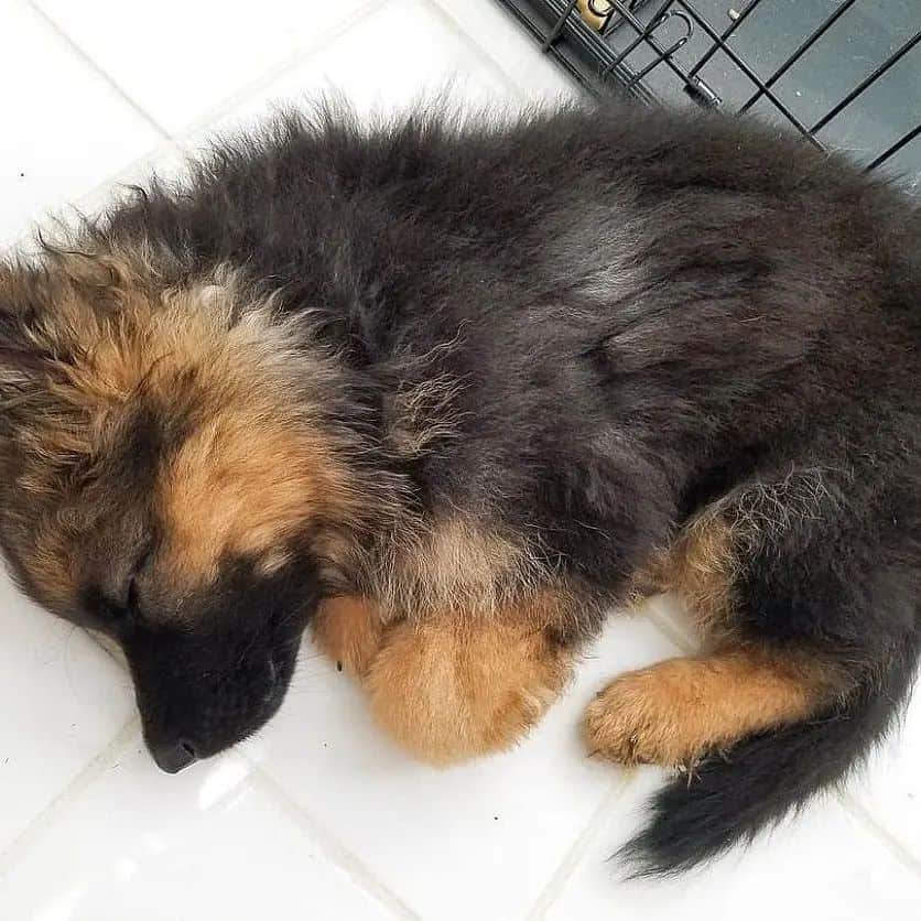 cachorro de pastor alemán durmiendo