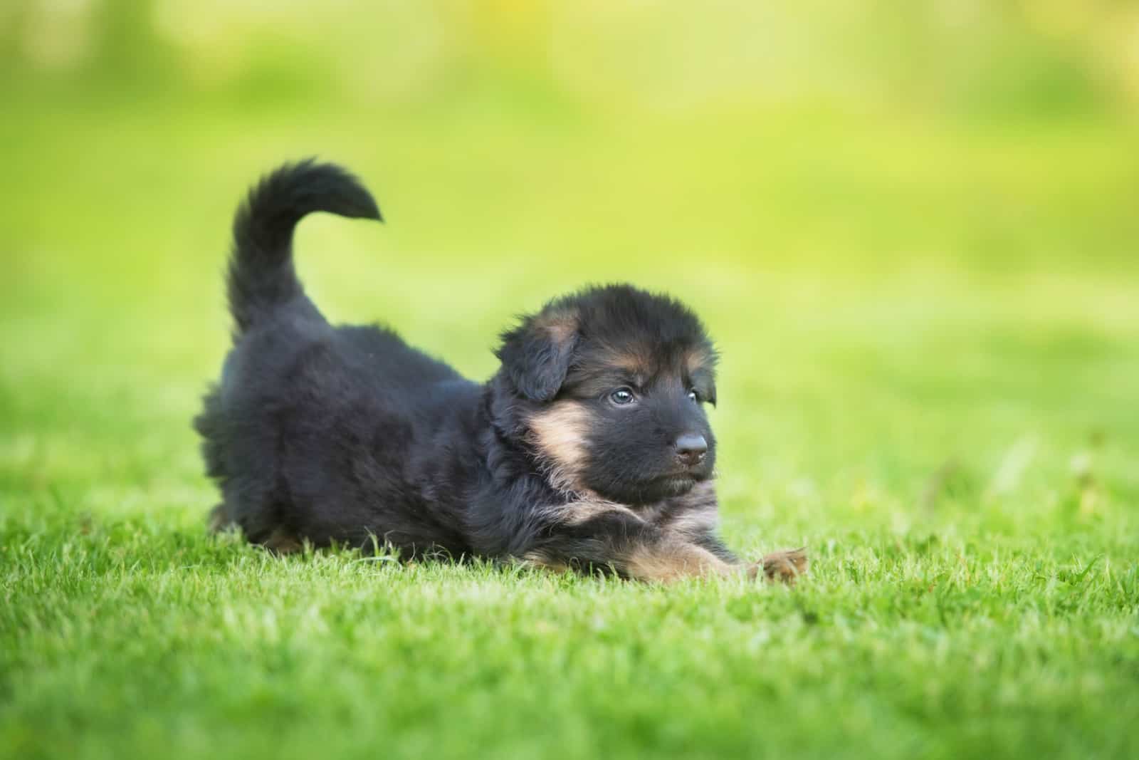 cachorro de pastor alemán estirándose